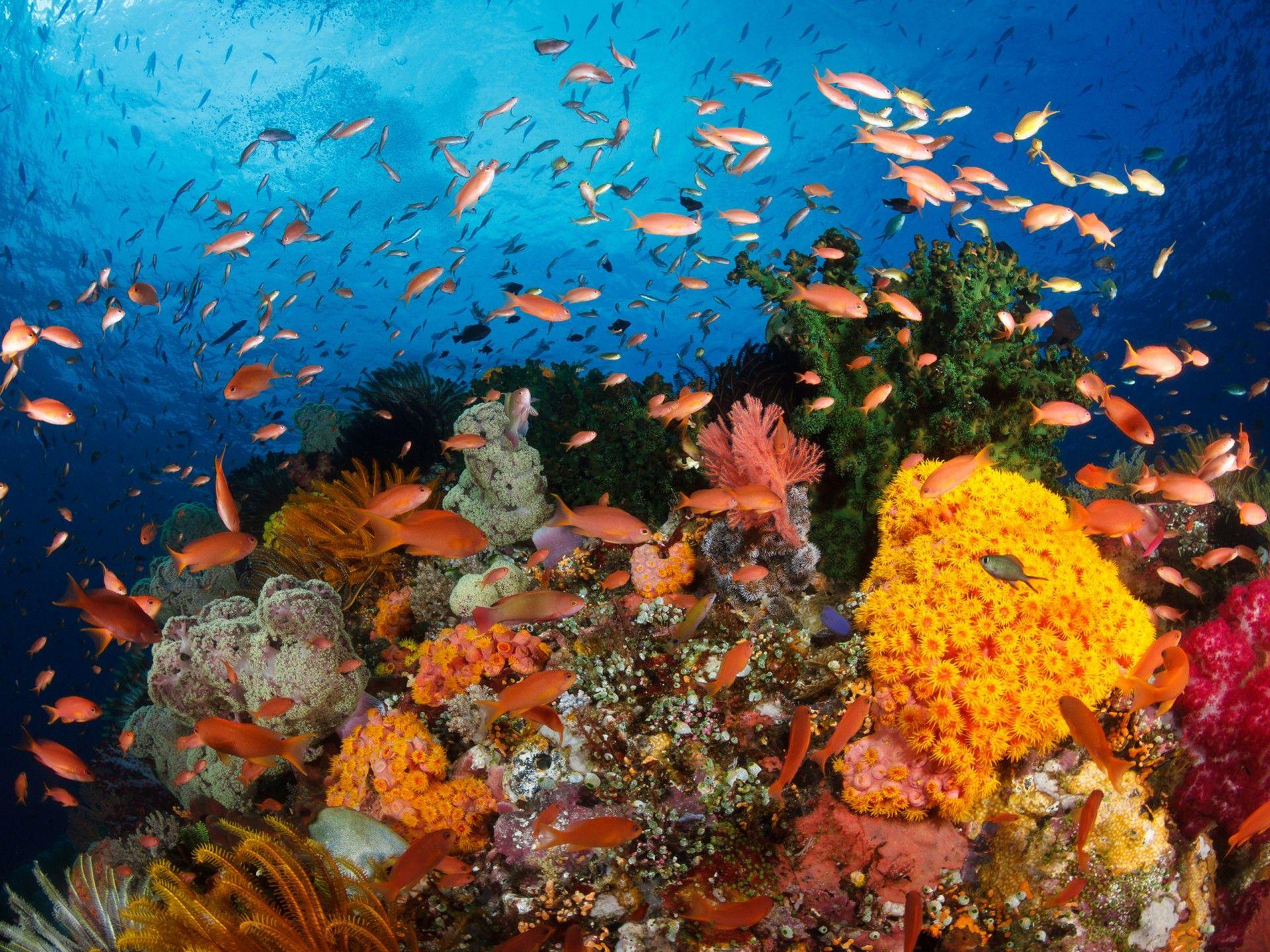 1920x1440 Hd Wallpaper Ocean Coral Reefs With Corals, Exotic Tropical Colorful Fish Underwater World Raja Ampat, West Papua, Indonesia :