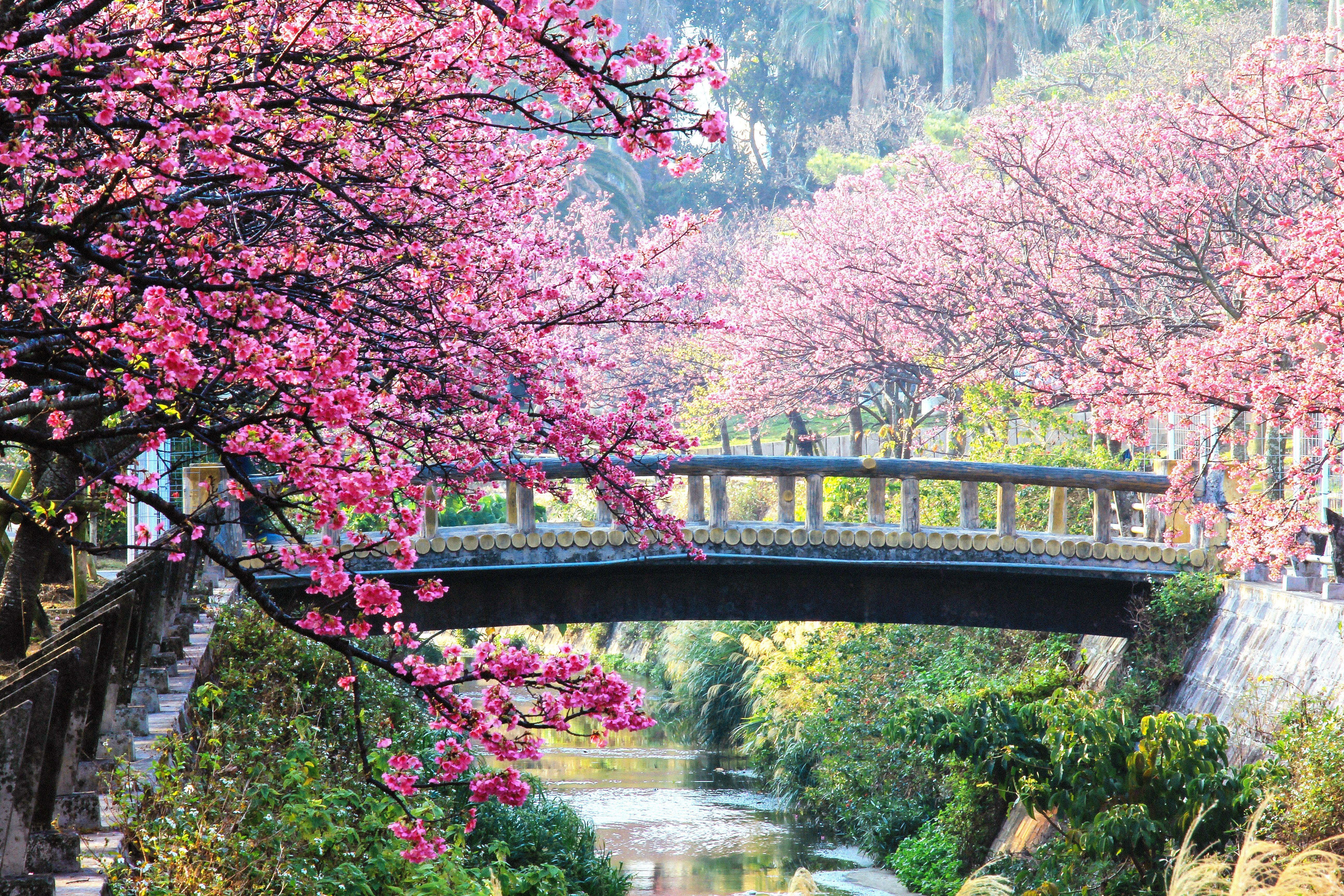 5184x3456 Spring Flower Picture from Around the World. Condé Nast Traveler
