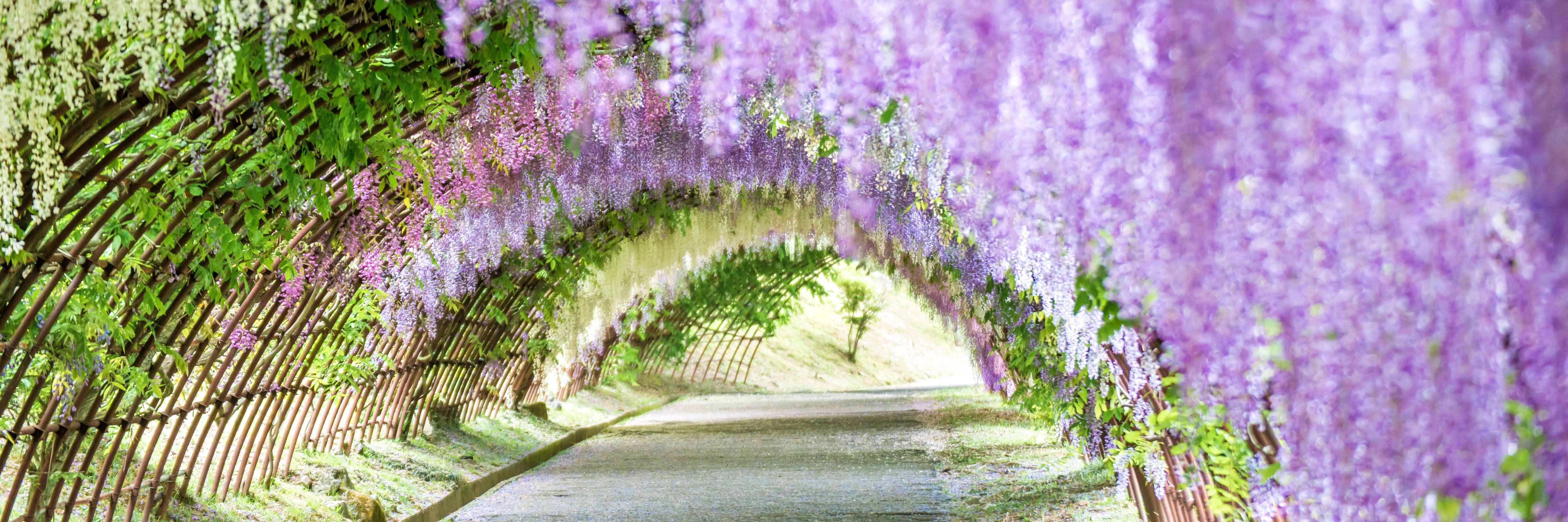 6014x2004 Spring Flower Picture from Around the World. Condé Nast Traveler