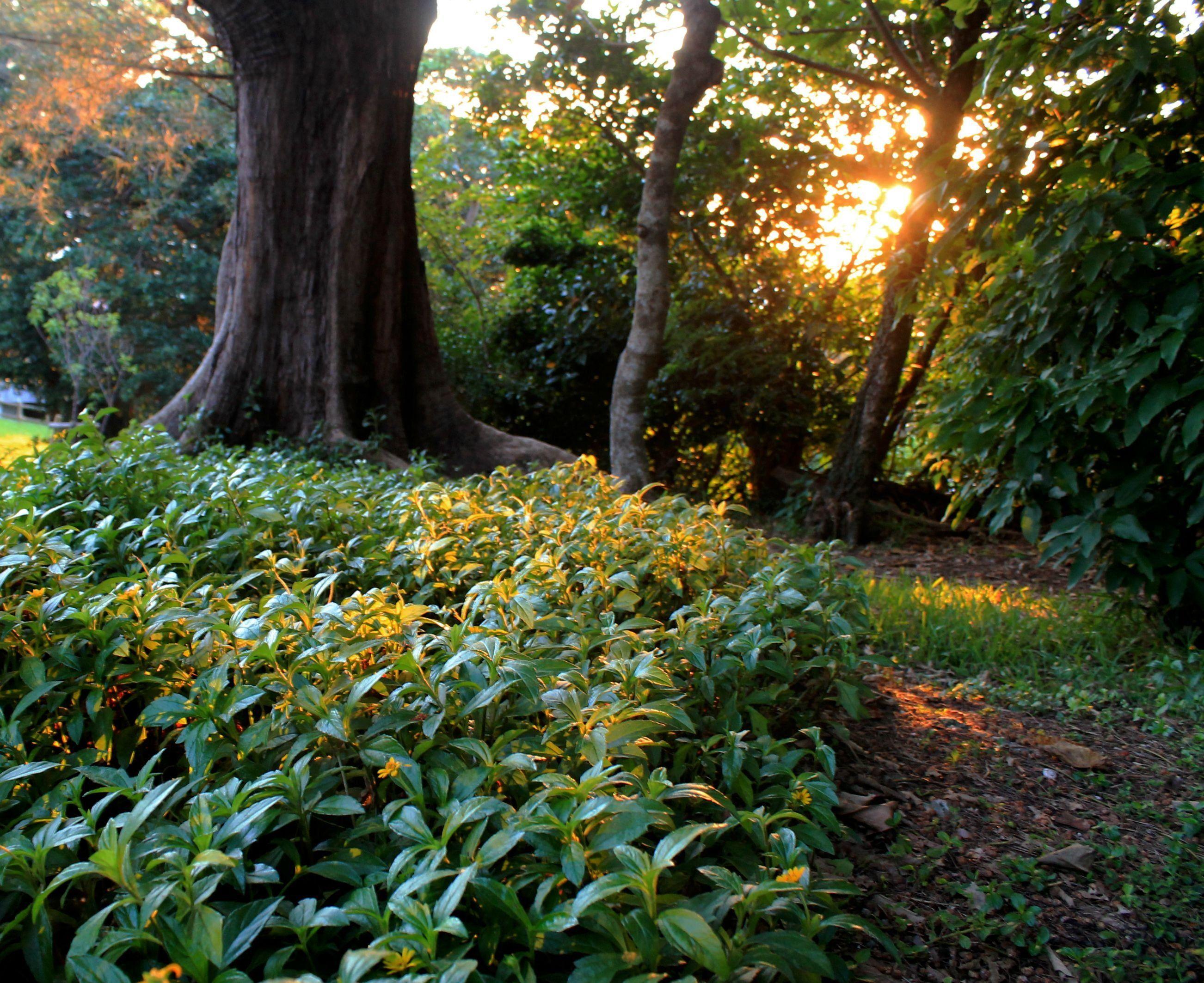2604x2127 Magical Forest Light Okinawa Japan HD .