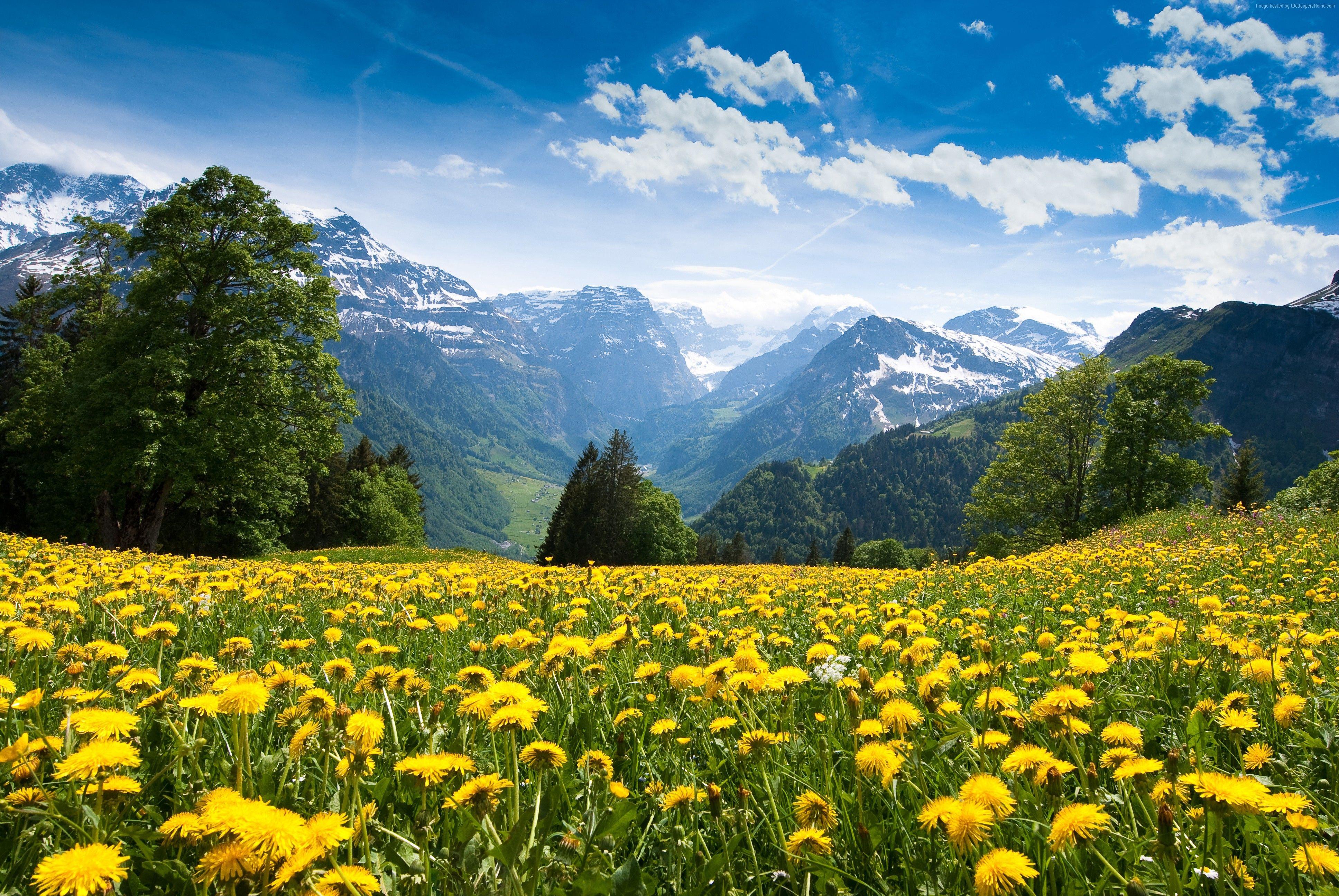 3872x2592 Wallpaper Alps, 4k, HD wallpaper, France, mountains, dandelion
