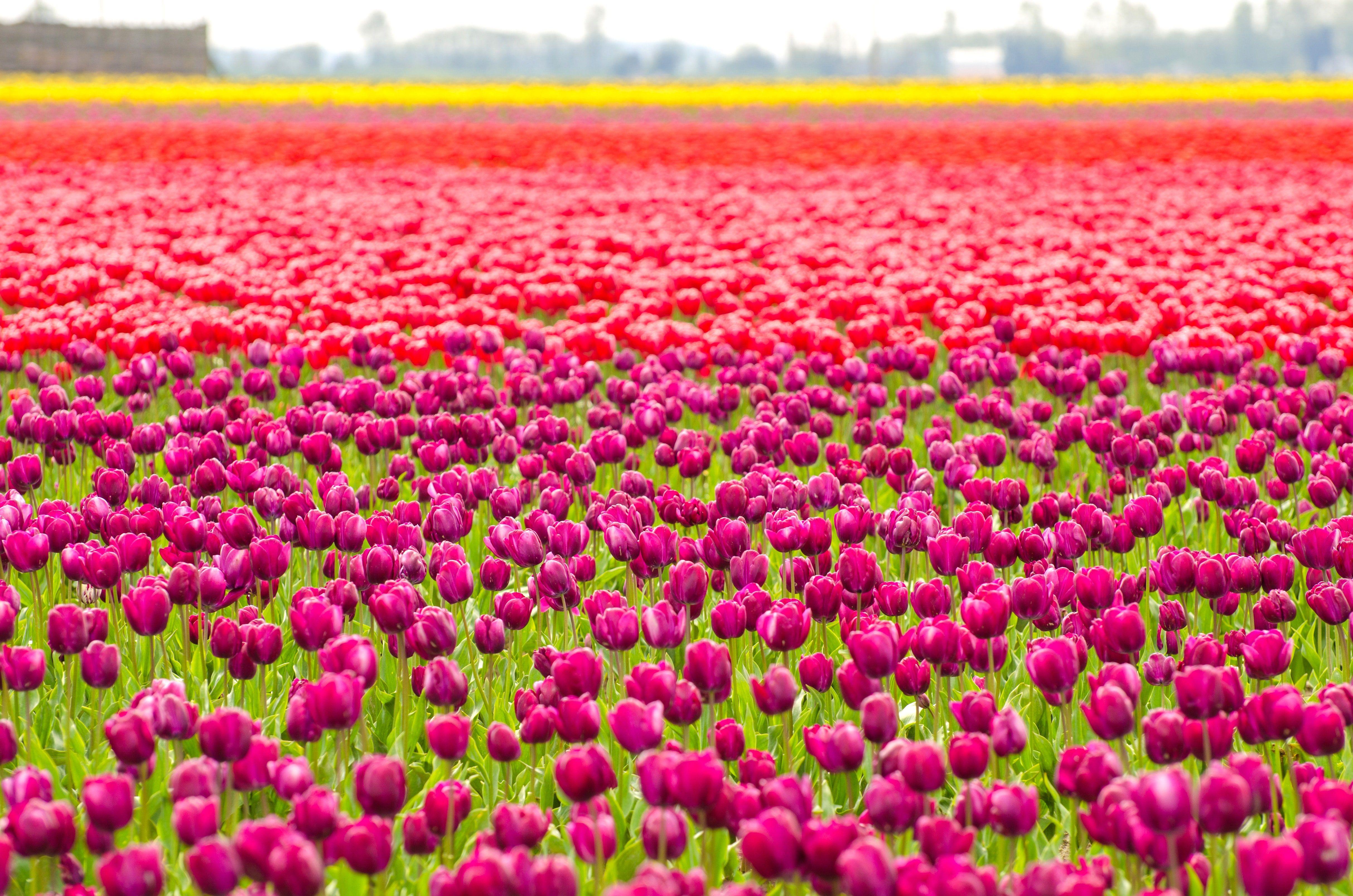 4852x3214 Spring Flower Picture from Around the World. Condé Nast Traveler