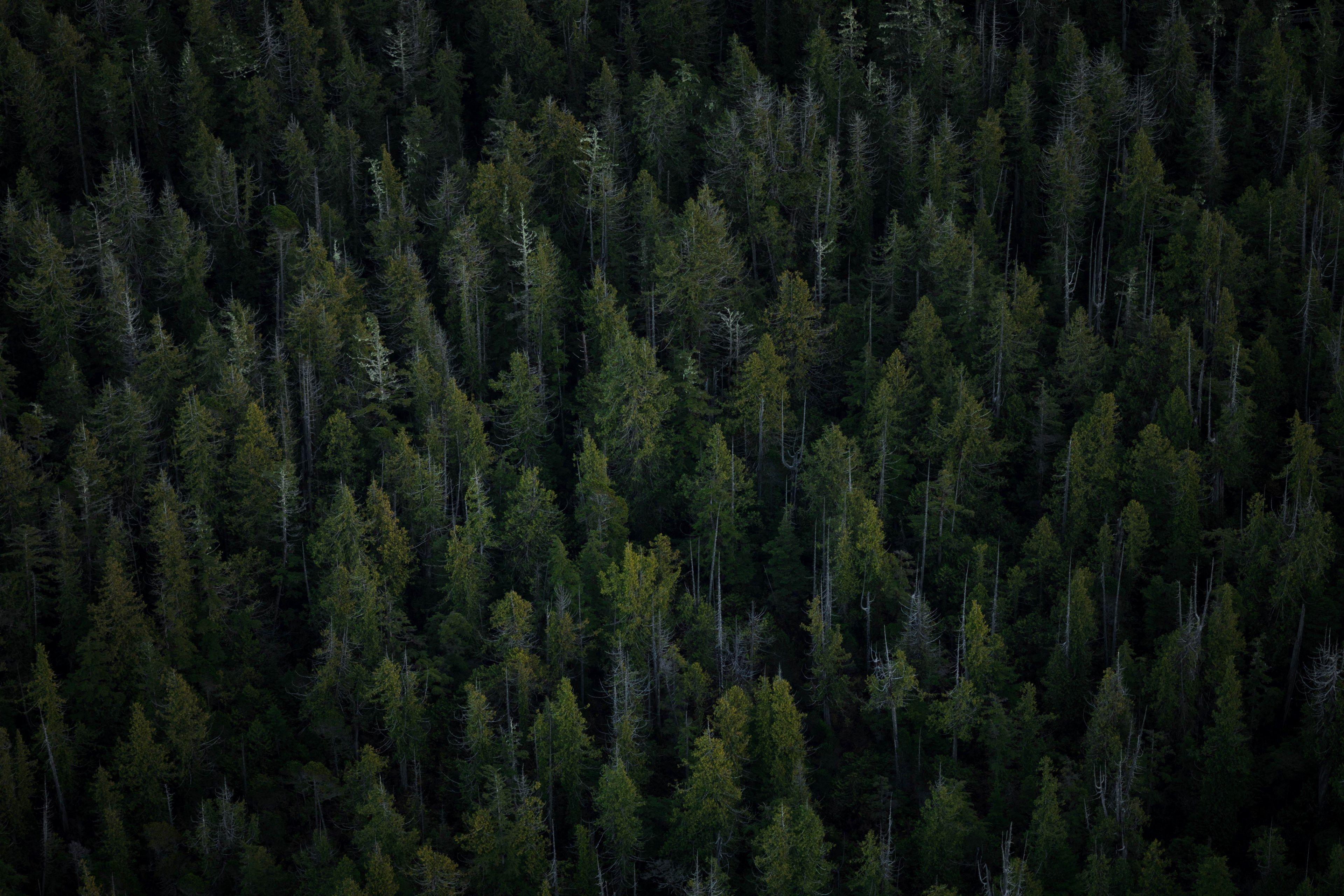 3840x2560 Wallpaper / over the forests of vancouver island 4k wallpaper