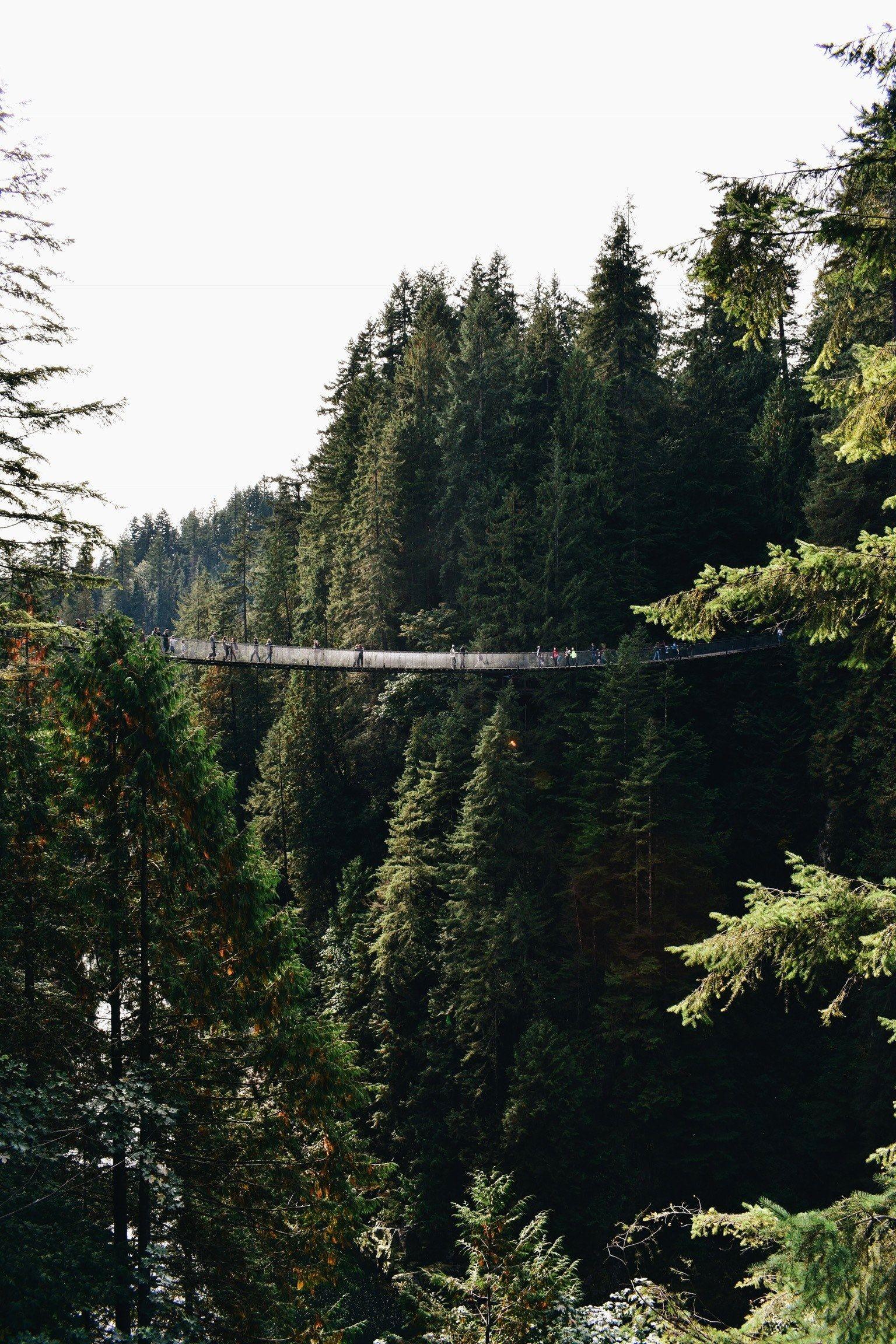 1536x2304 Wallpaper / capilano suspension bridge vancouver bc 4k wallpaper