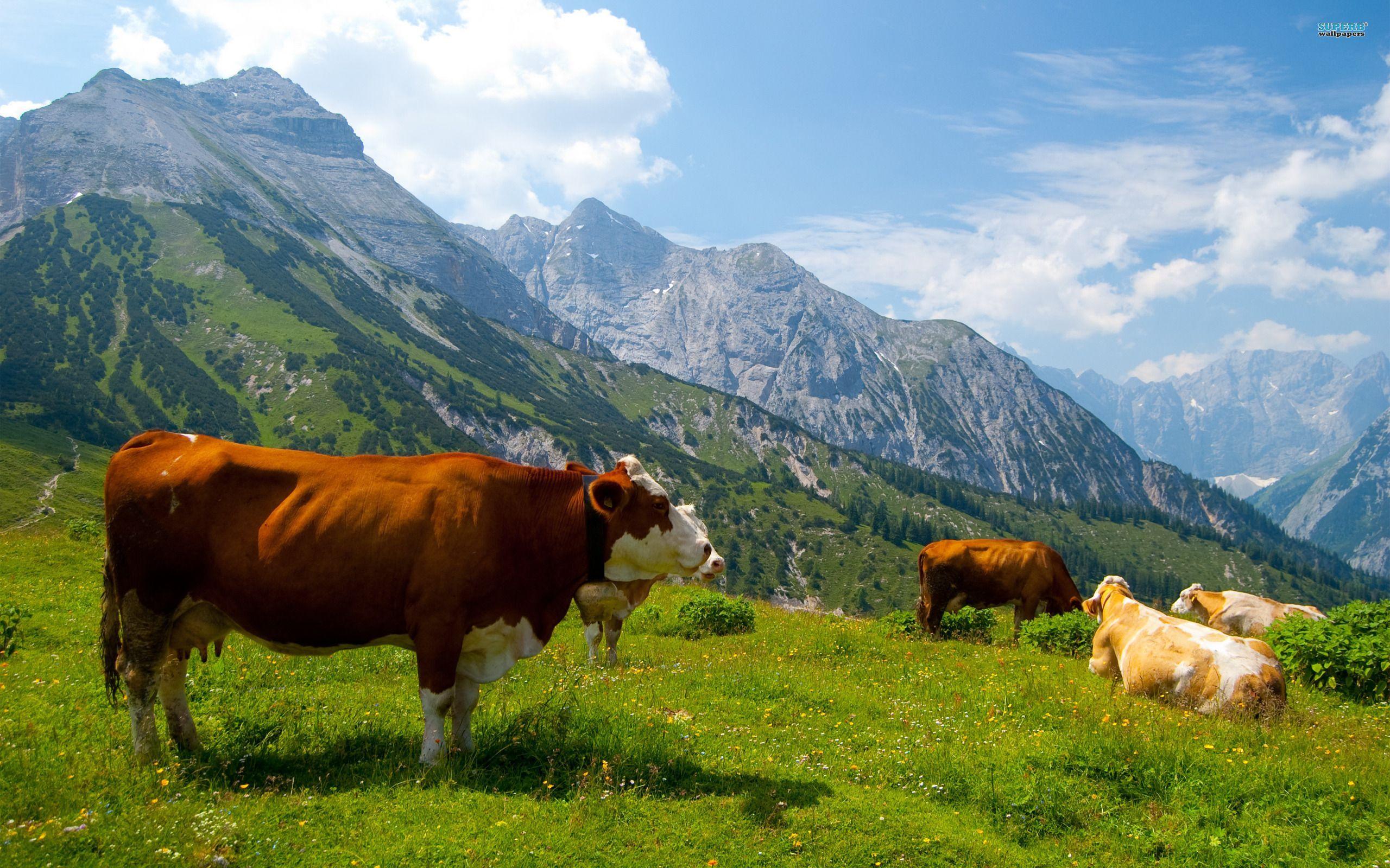 2560x1600 Cow in the Alps HD wallpaper Tiger. HD wallpaper. mobile