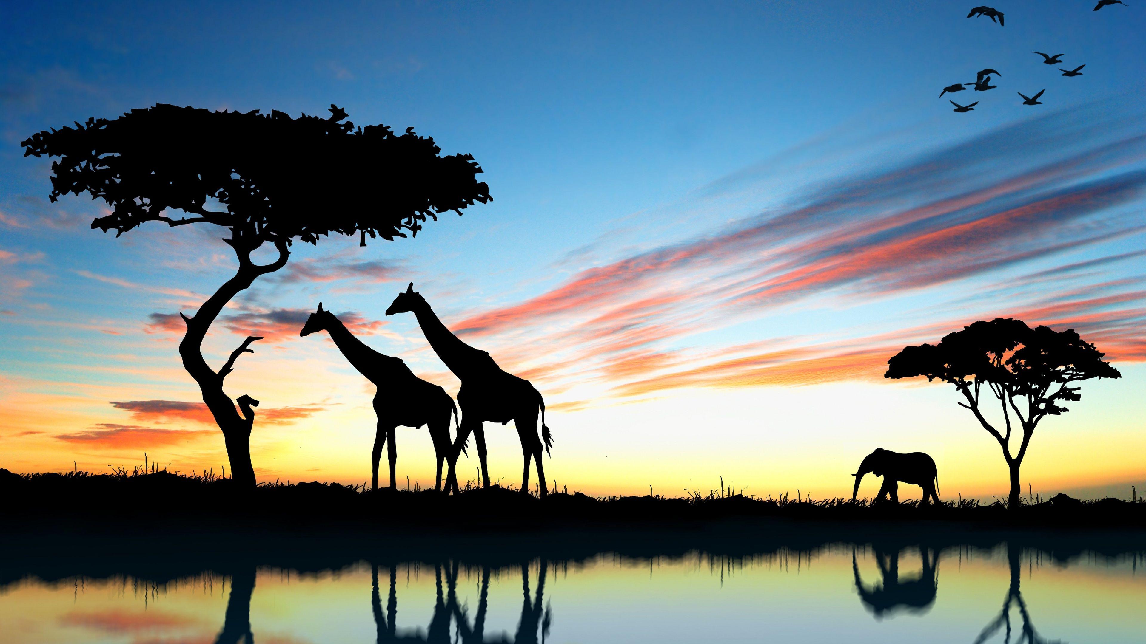 Africa 4K Wallpapers - Top Free Africa 4K Backgrounds - WallpaperAccess