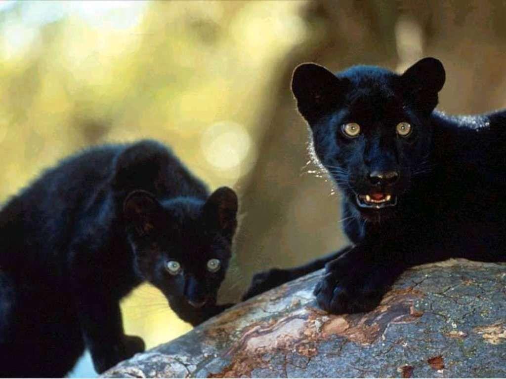 1024x768 Cats.big and small