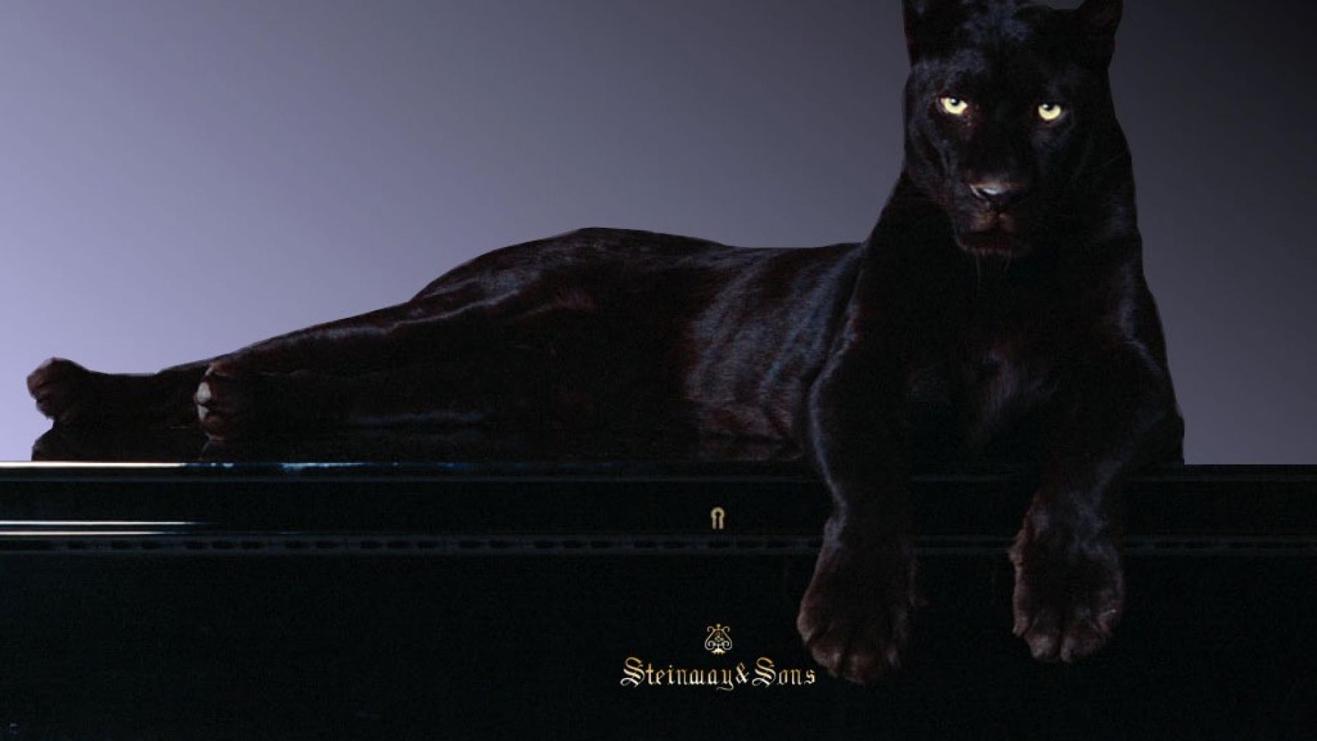 1920x1080 Panther Wallpaper. Black Panther Wallpaper, Black Panther Marvel Wallpaper and Panther Lily Wallpaper