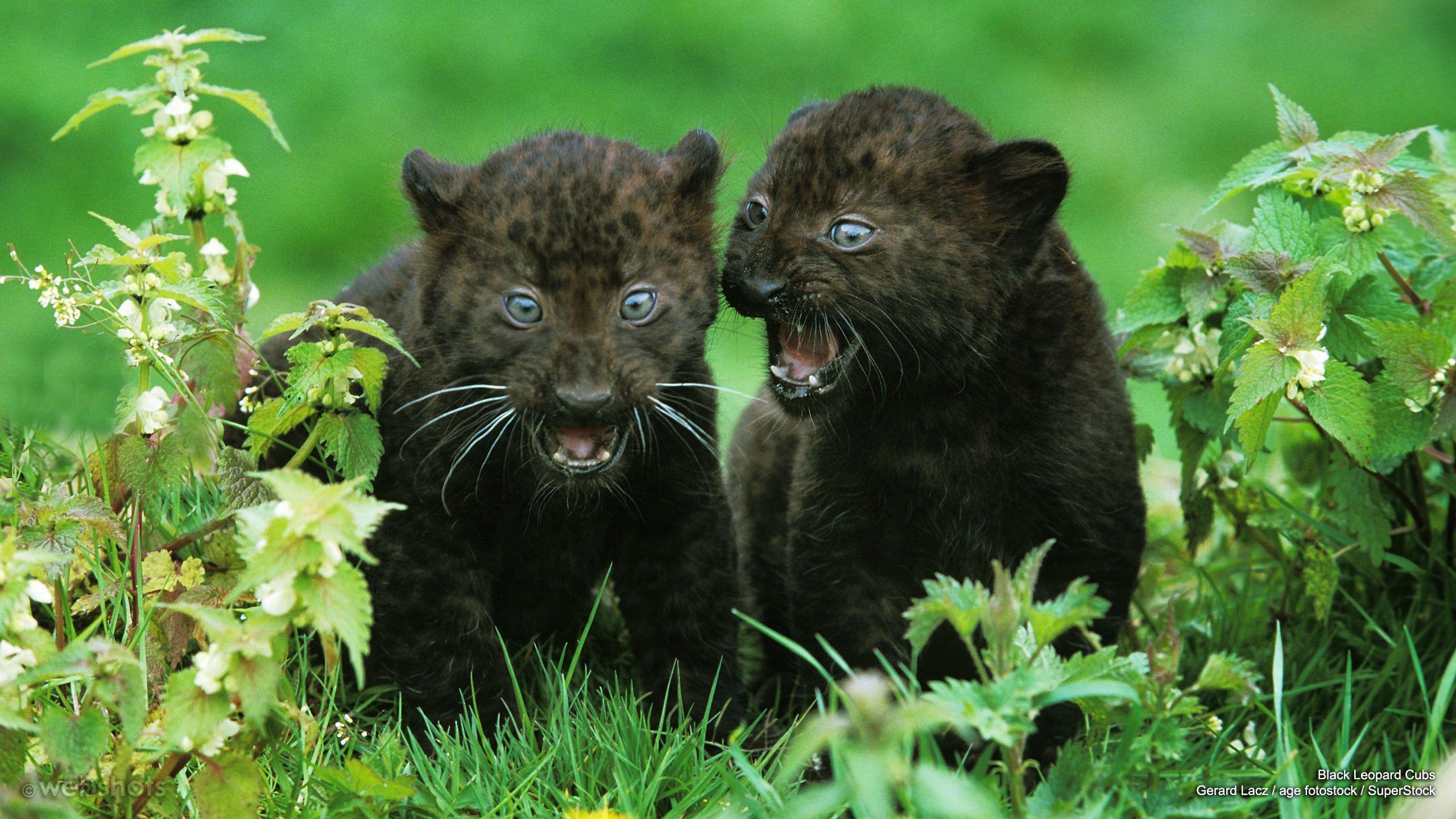 Black Panther Cub Wallpapers - Top Free Black Panther Cub Backgrounds ...