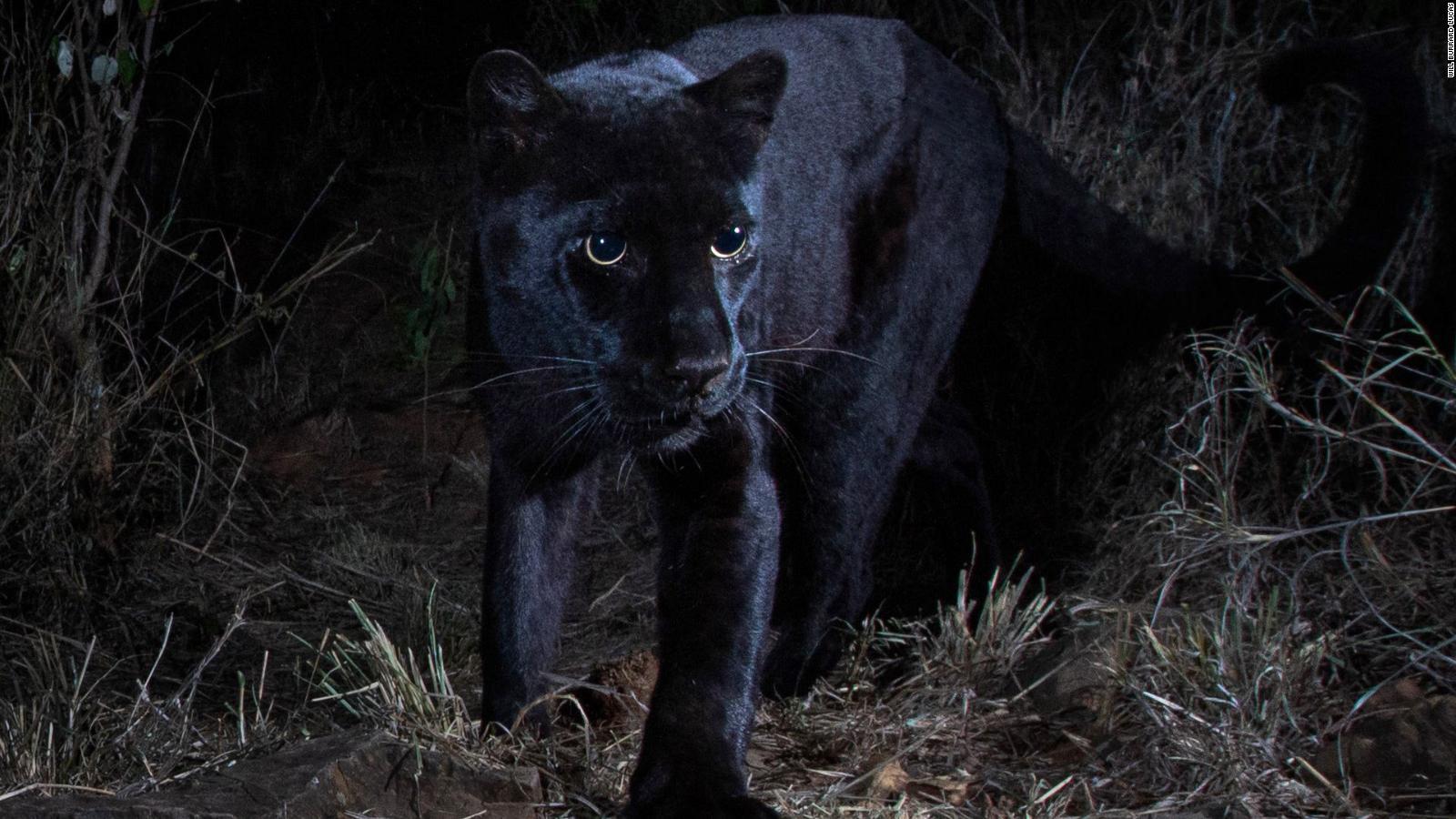 1600x900 Rare black leopard captured in new image from Kenya