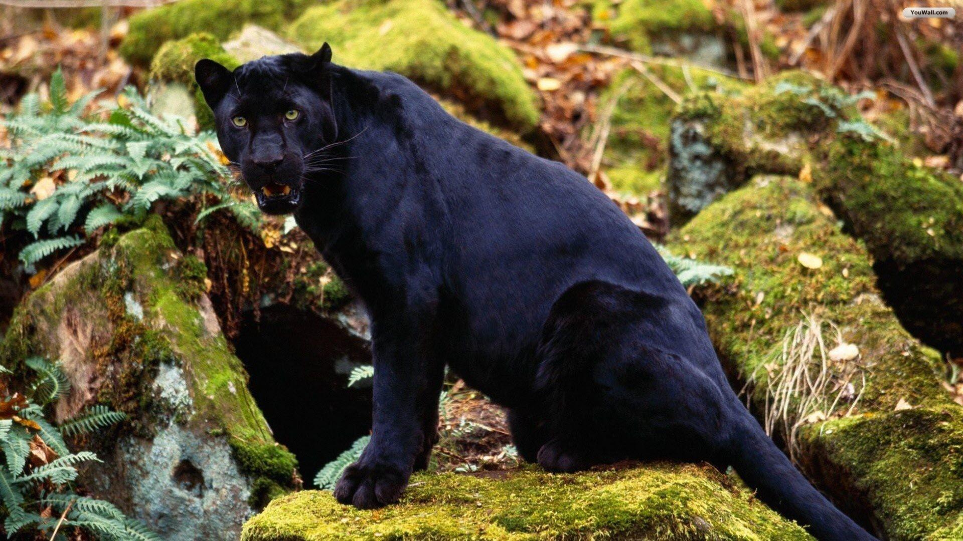 1920x1080 Fifth Dream of Black Panther and Message of Trinity