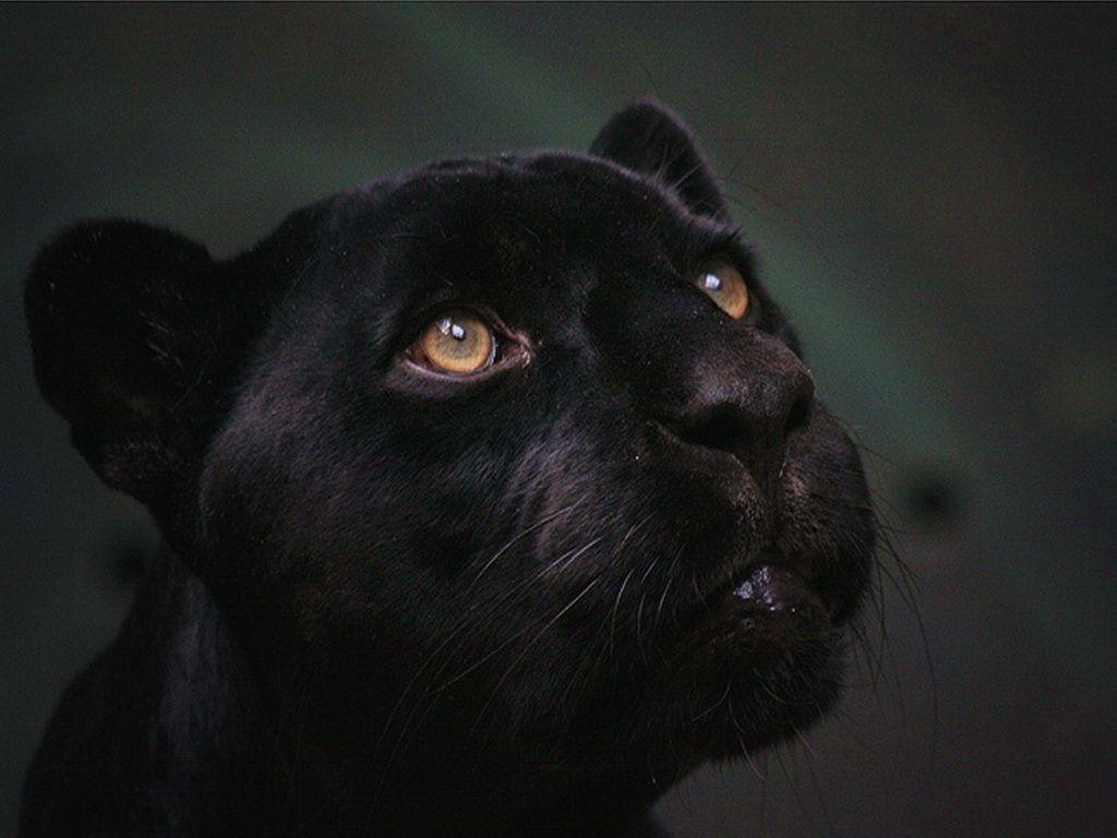 1024x768 Free download Download Black Panther Background Picture HD Wallpaper [1024x768] for your Desktop, Mobile & Tablet. Explore Free Black Panther Wallpaper Downloads. Black Jaguar Wallpaper, Black Leopard Wallpaper, Black