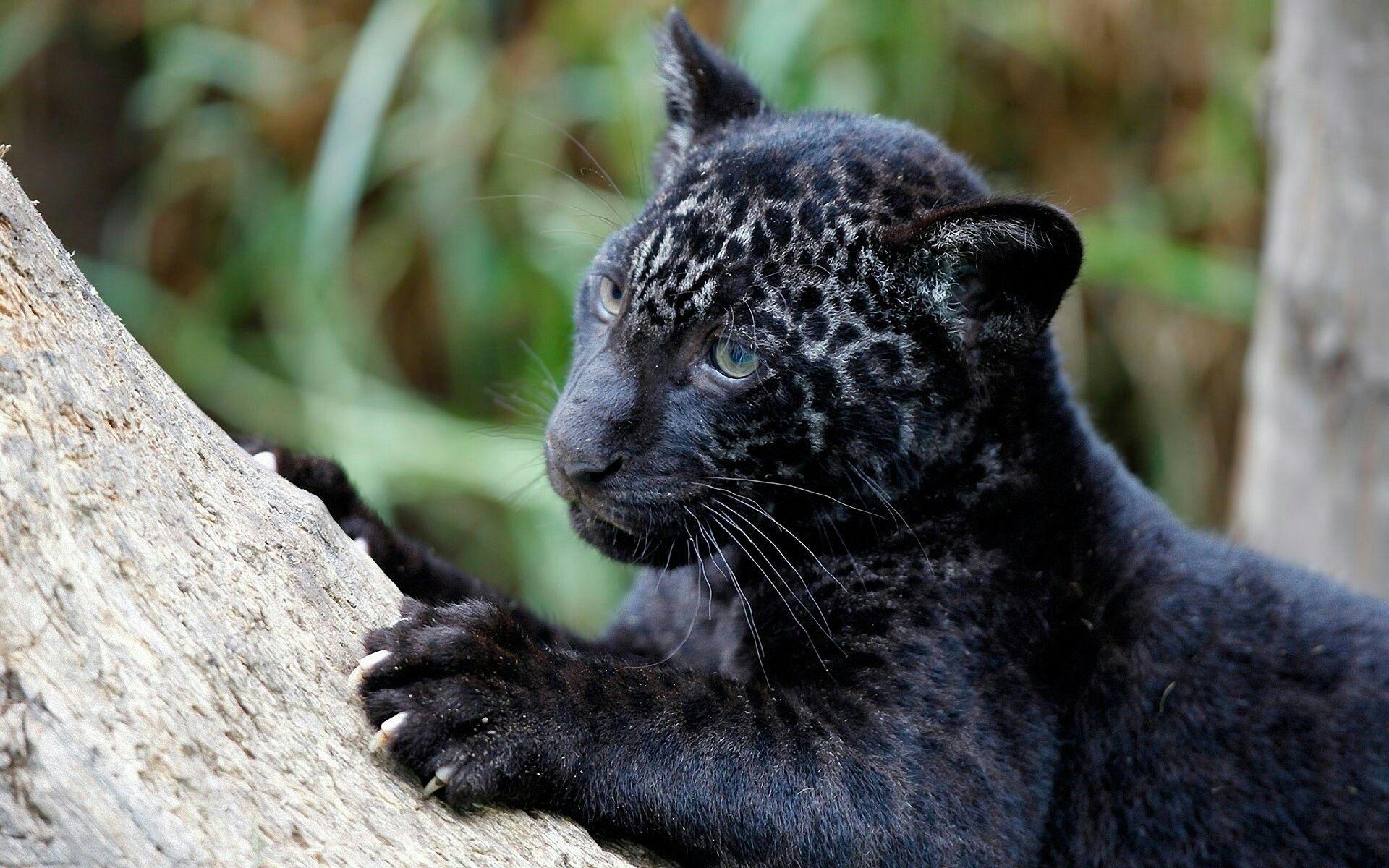 1920x1200 Best Beauty Of Black Cat's image. cats, cats and kittens, kittens