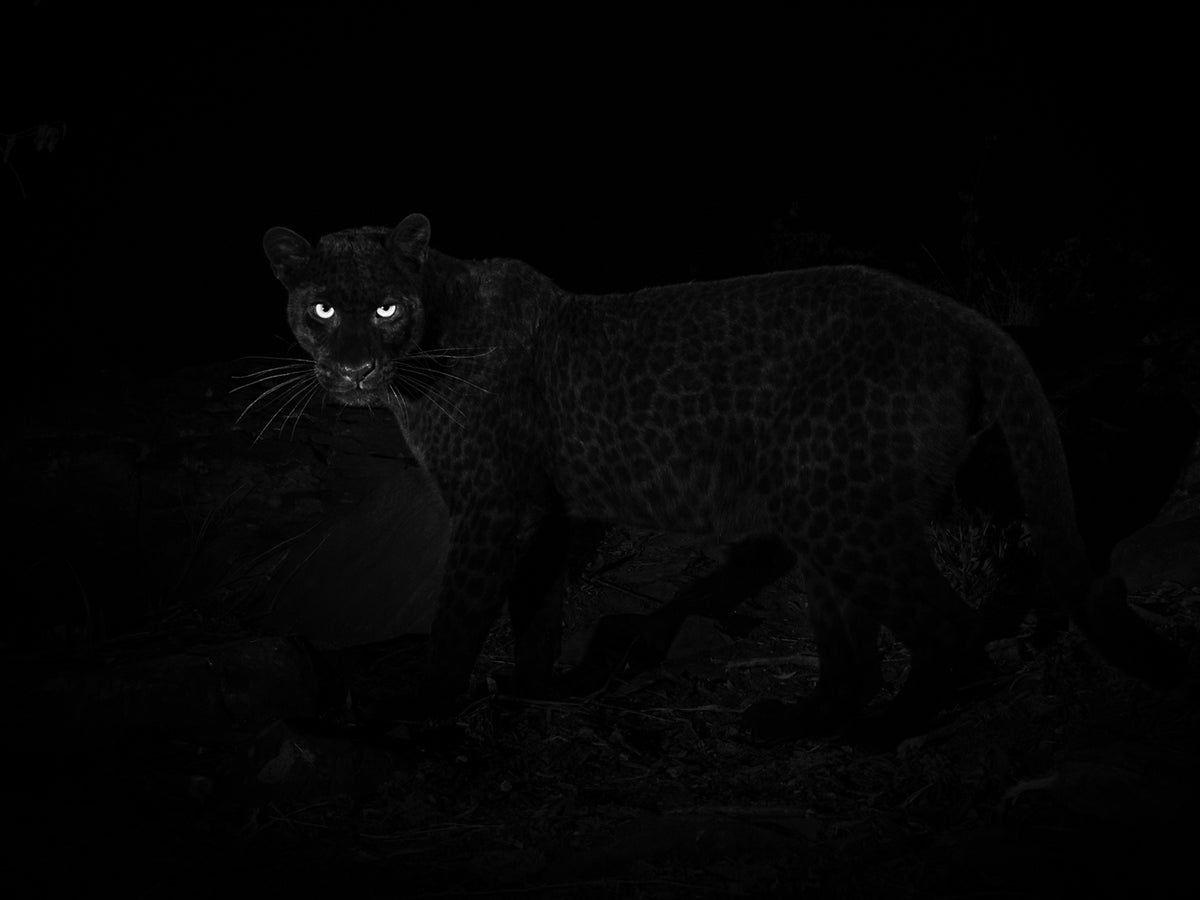 1200x900 Rare African black leopard captured in photographs for first time in more than a century