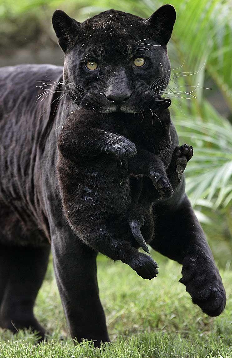 744x1147 black panther mom