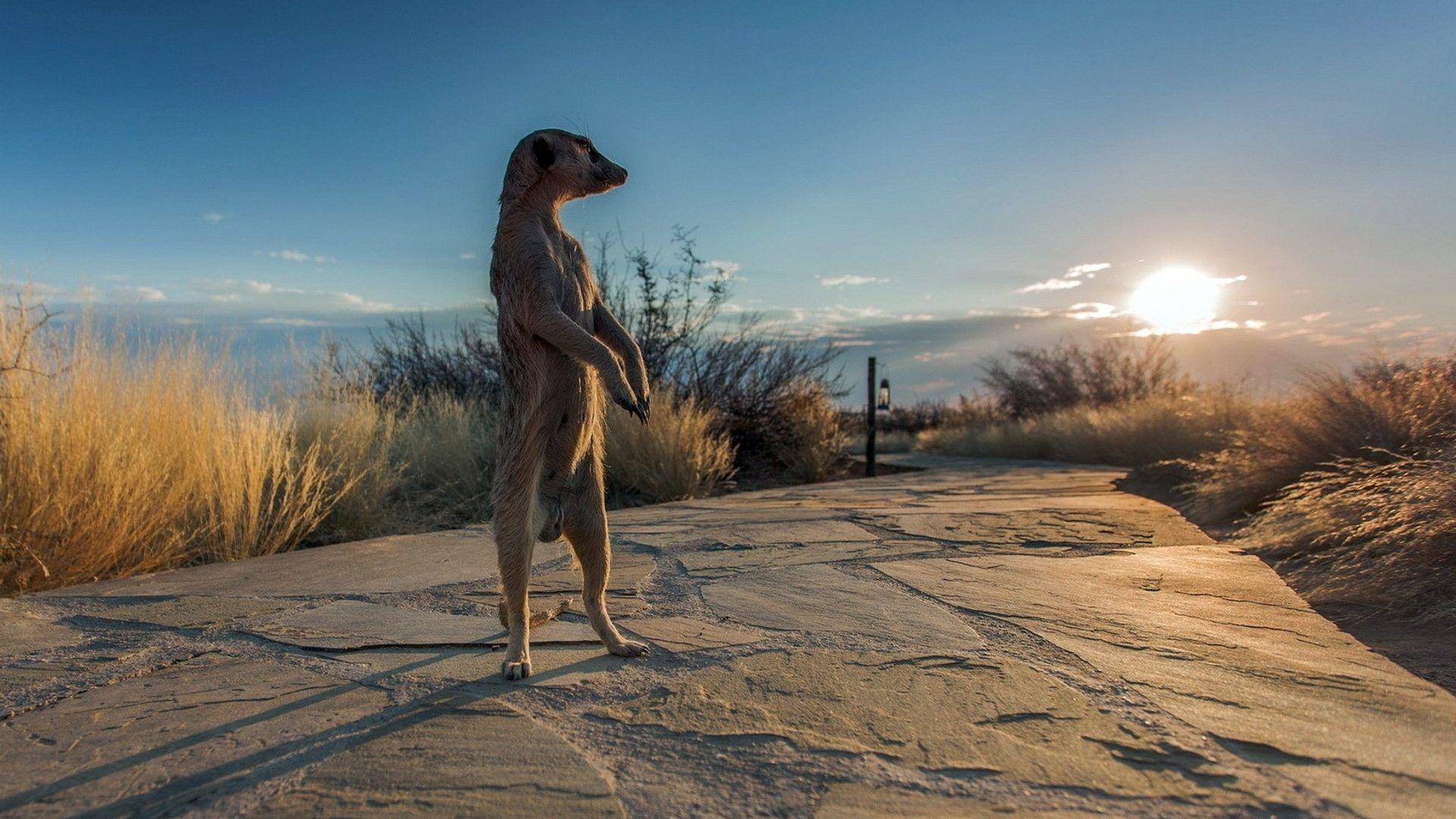 1920x1080 Other Africa Meerkats African Sunset Sunsets Deserts Animals Meerkat
