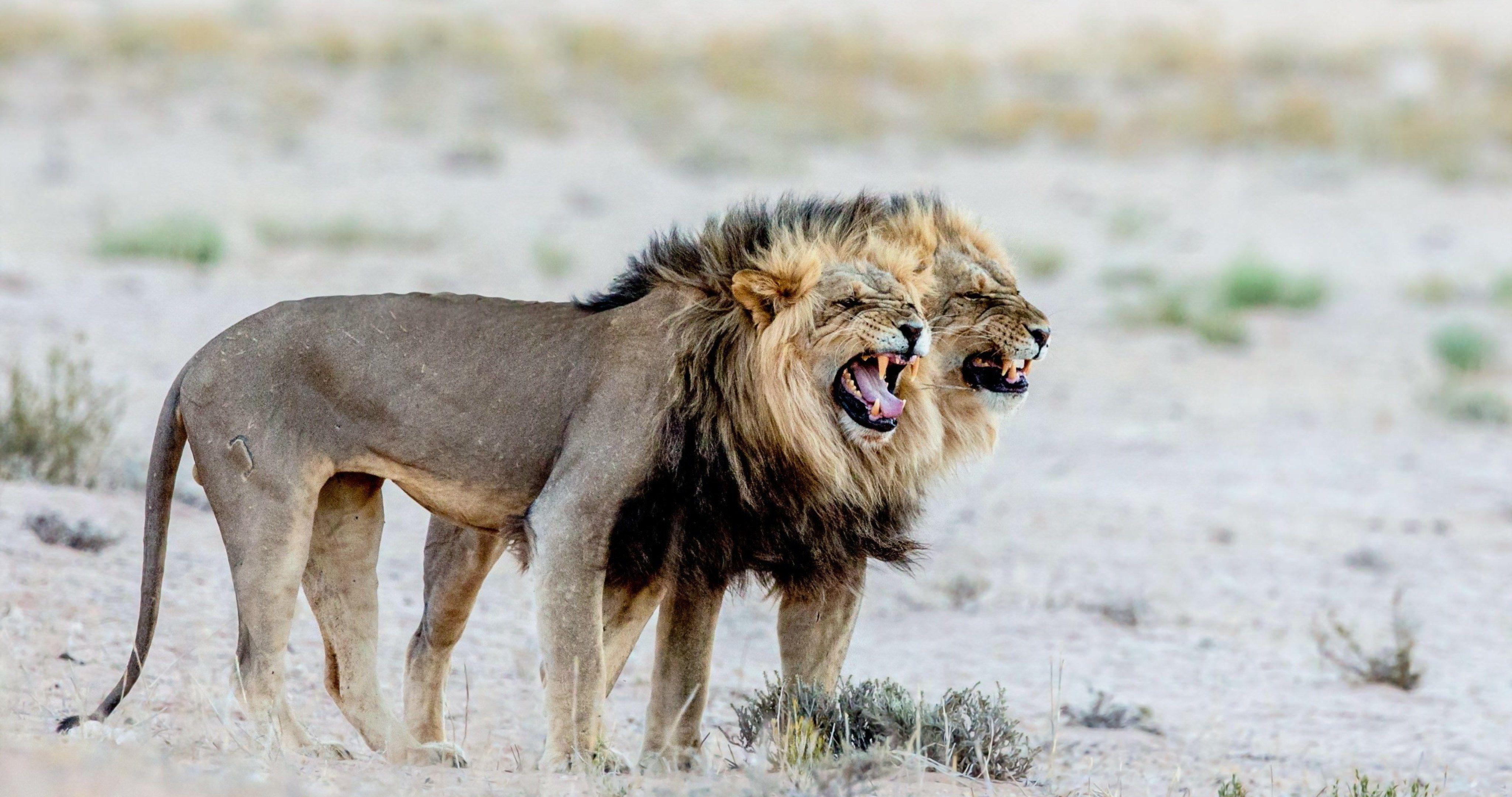 4096x2160 lions in africa 4k ultra HD wallpaper. sharovarka. HD