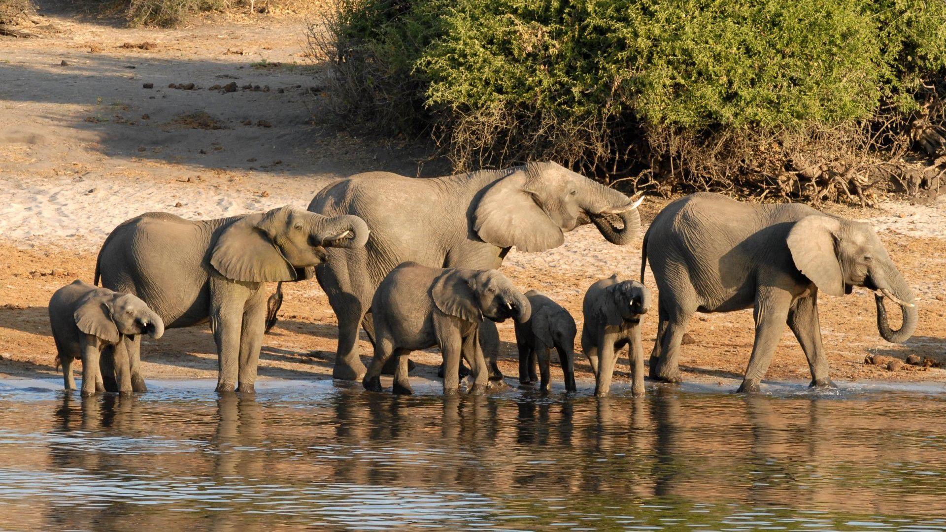 1920x1080 African Elephant Water Ultra HD Animal Wallpaper 4k
