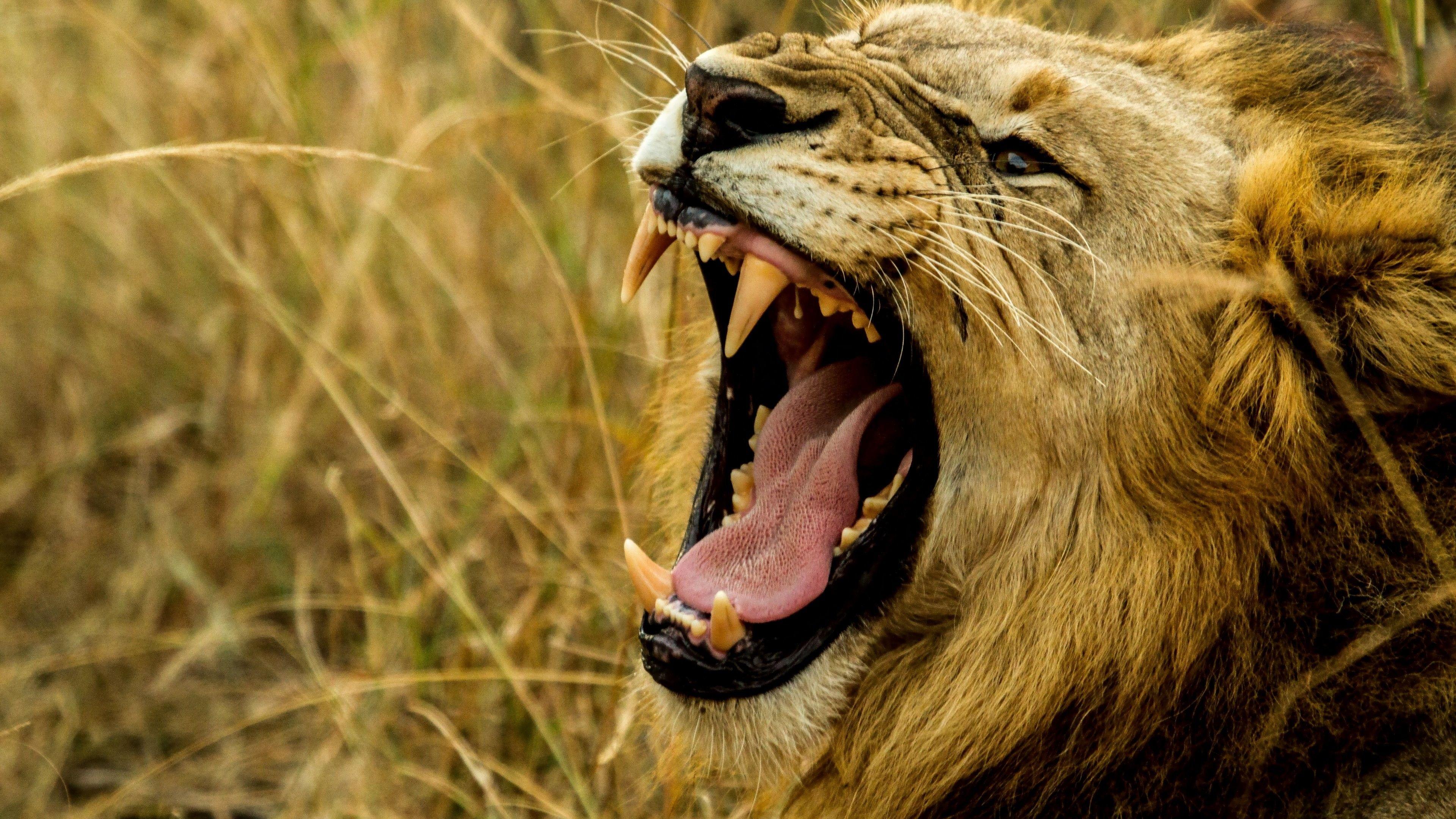 3840x2160 Animals 4k Wallpaper Animals Gallery 2018