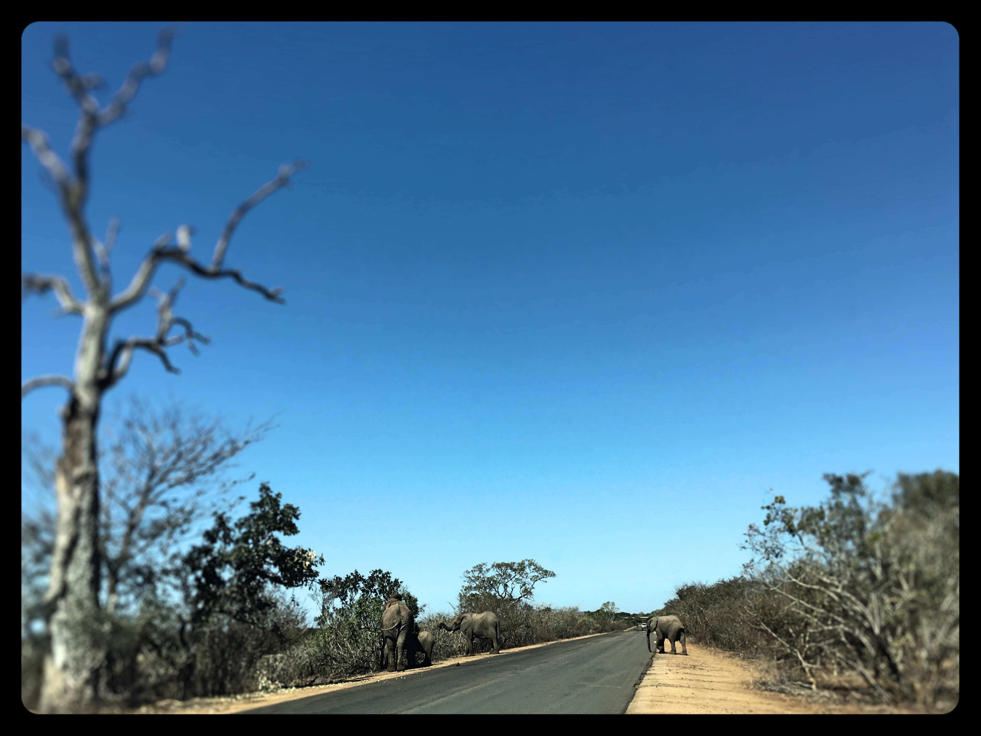 Africa 4K Wallpapers Top Free Africa 4K Backgrounds WallpaperAccess