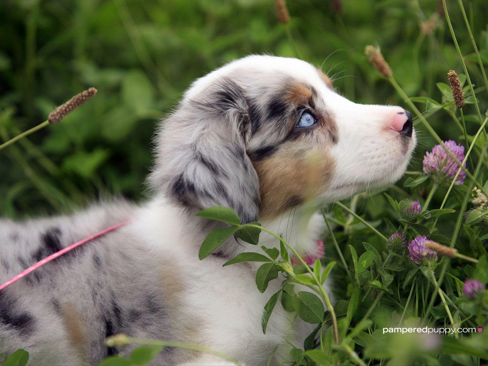 Australian Shepherd Puppy Wallpapers - Top Free Australian Shepherd