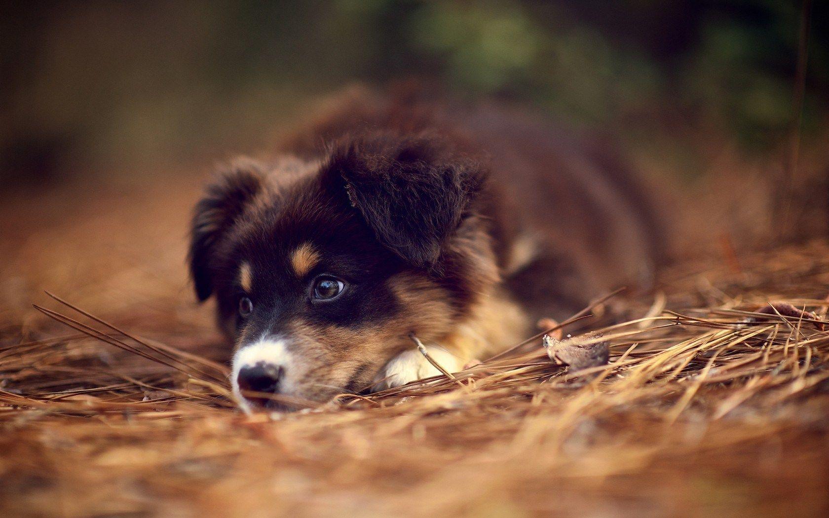 1680x1050 Australian Shepherd Puppy wallpaperx1050