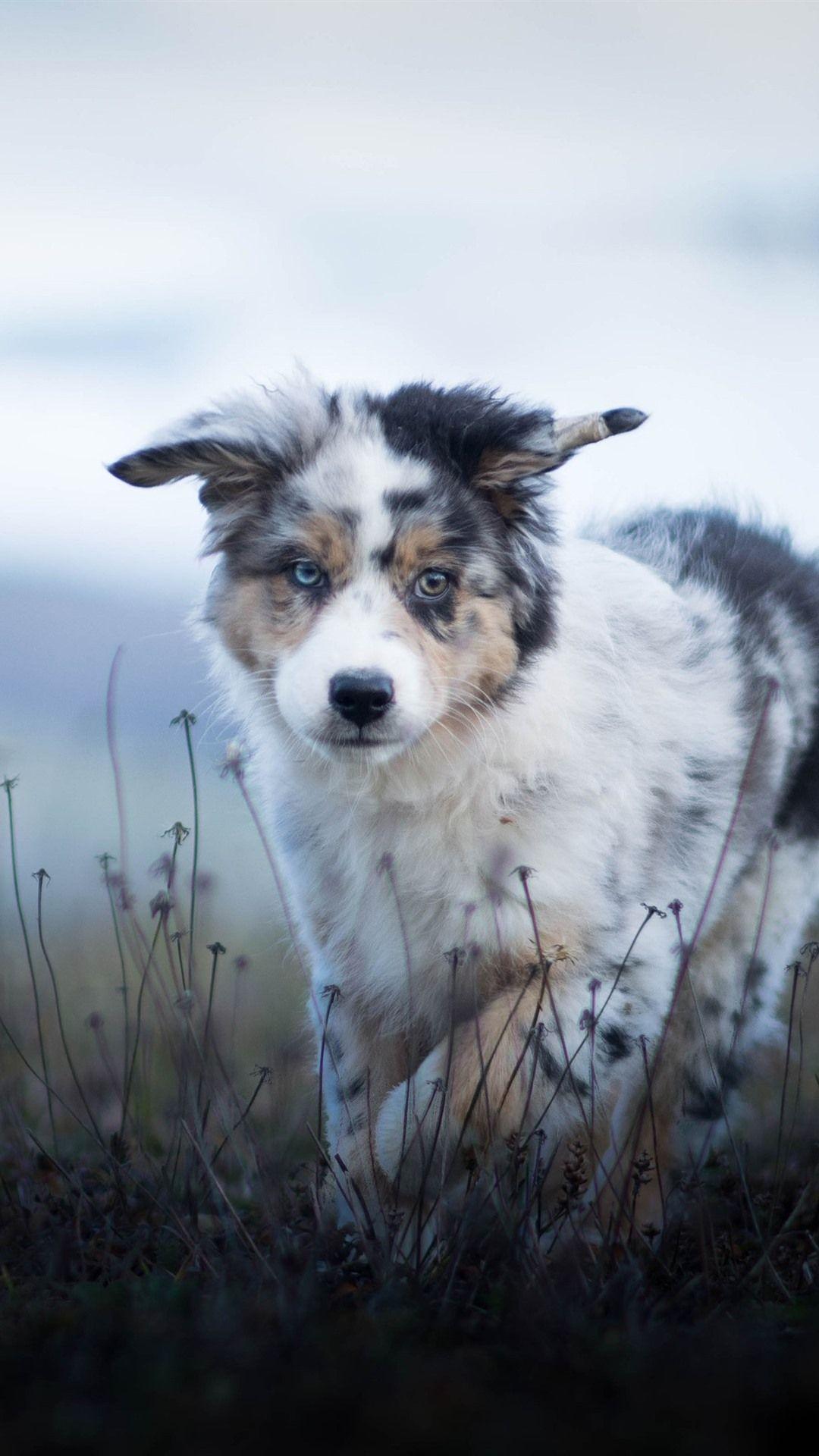 Australian Sheperd Dog Food Photograph