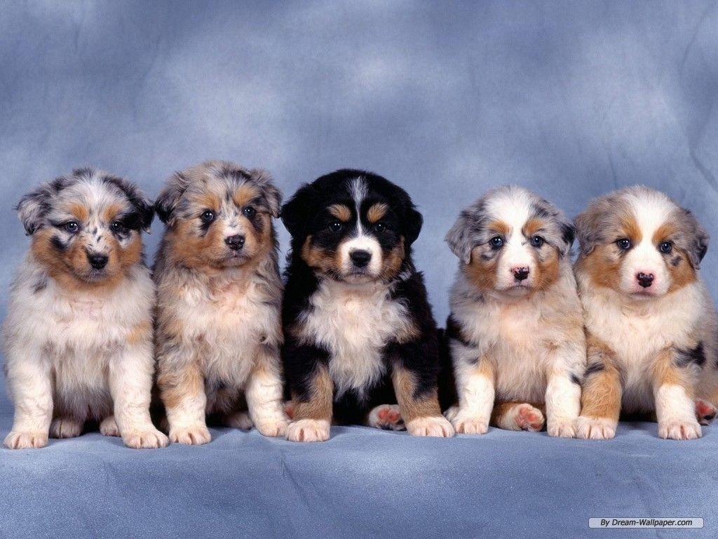 1024x768 Dogs Wallpaper: Puppy Wallpaper. Australian shepherd puppies, Shepherd puppies, Cute dogs