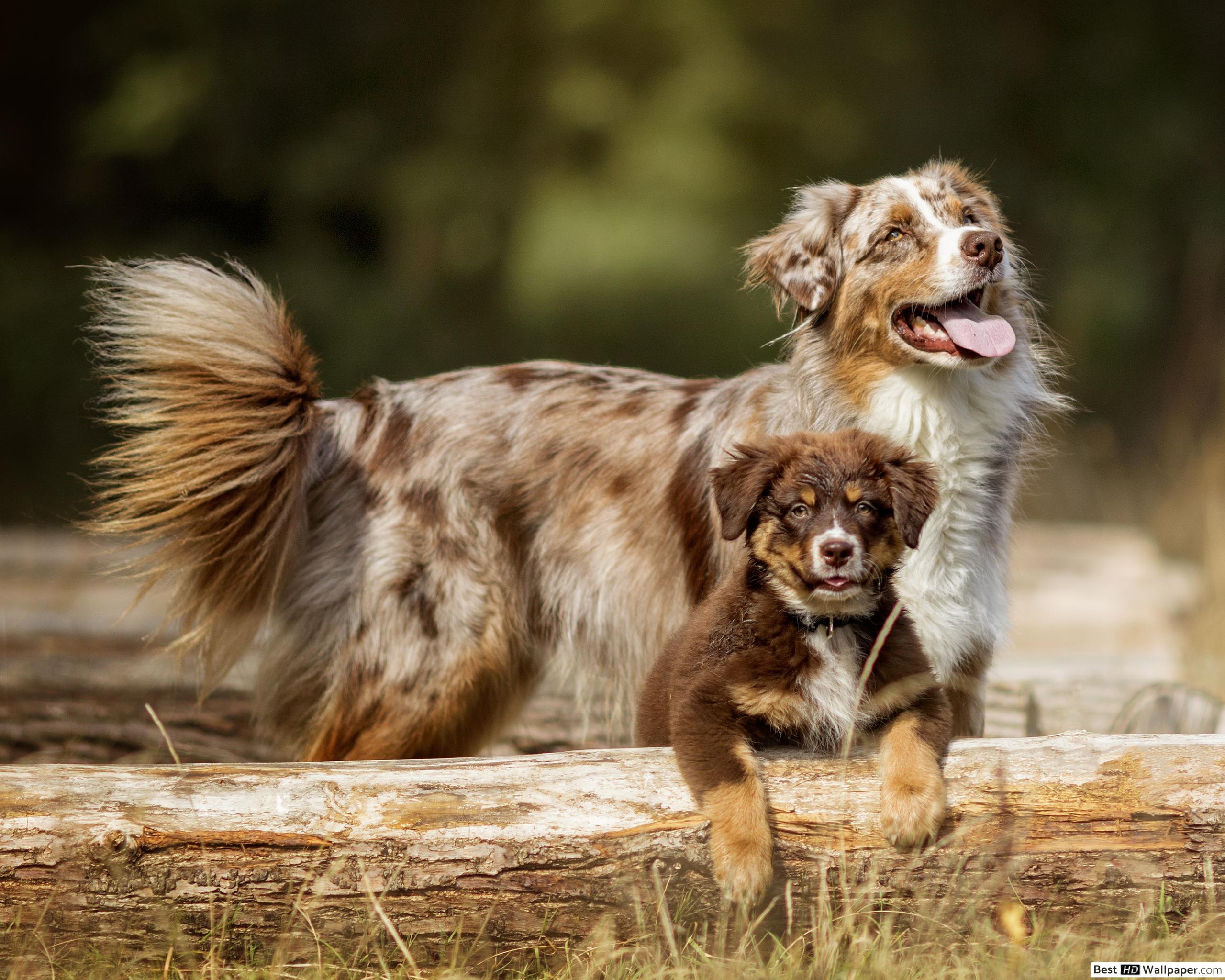 2560x2048 Australian Shepherd, Dog & pup HD wallpaper download