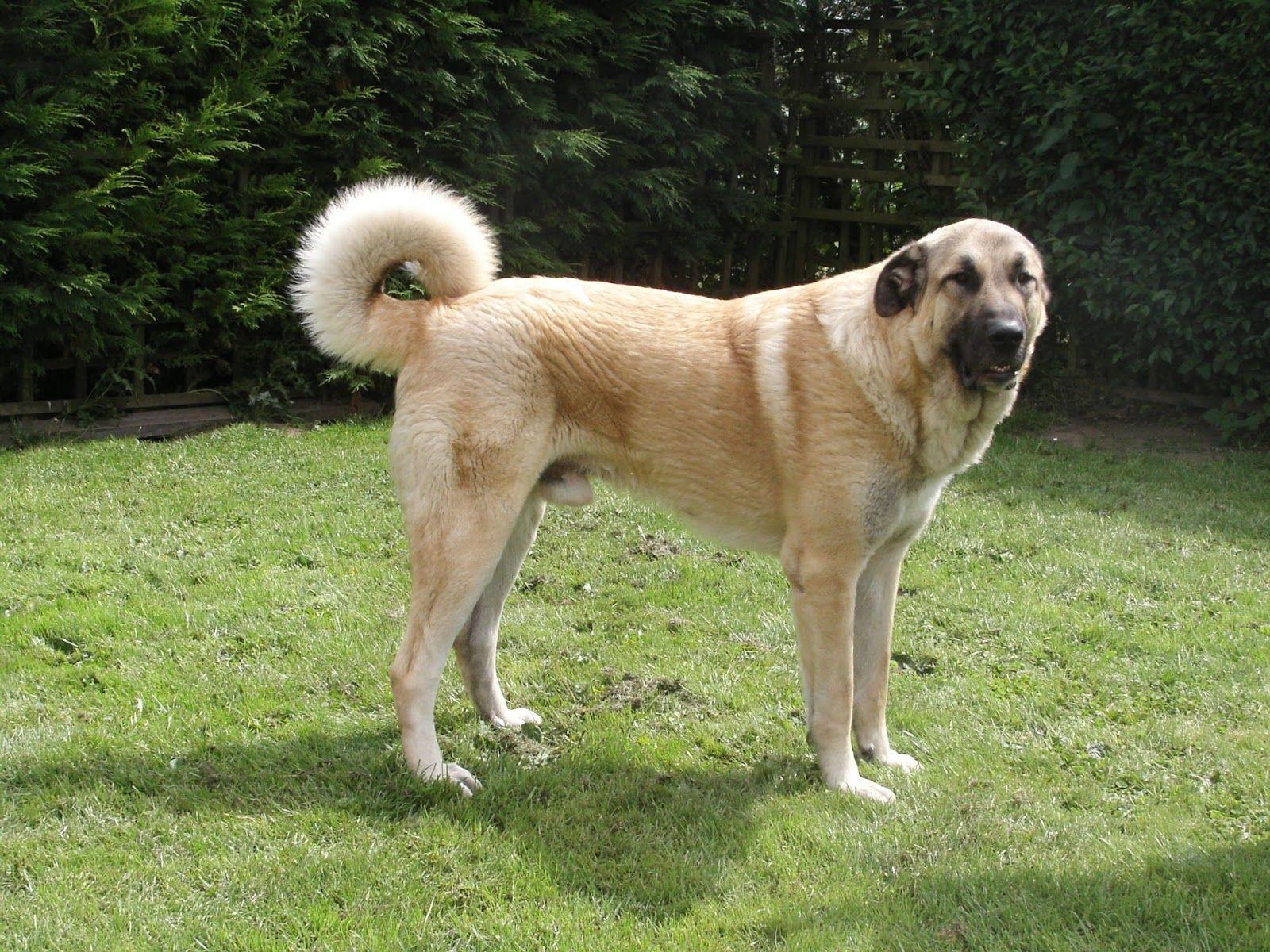 1600x1200 Dog Breeds In The World