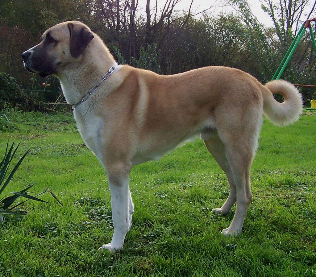 1024x898 Kangal Shepherd Dog, mountain type