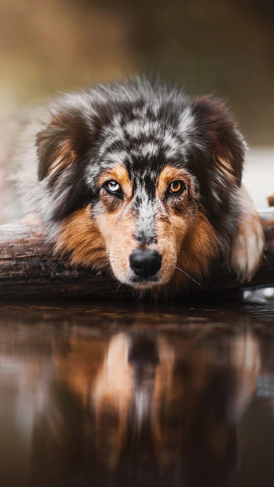 950x1689 Australian Shepherd Water Reflection 4K Ultra HD Mobile Wallpaper. Australian shepherd dogs, Australian shepherd, Aussie dogs