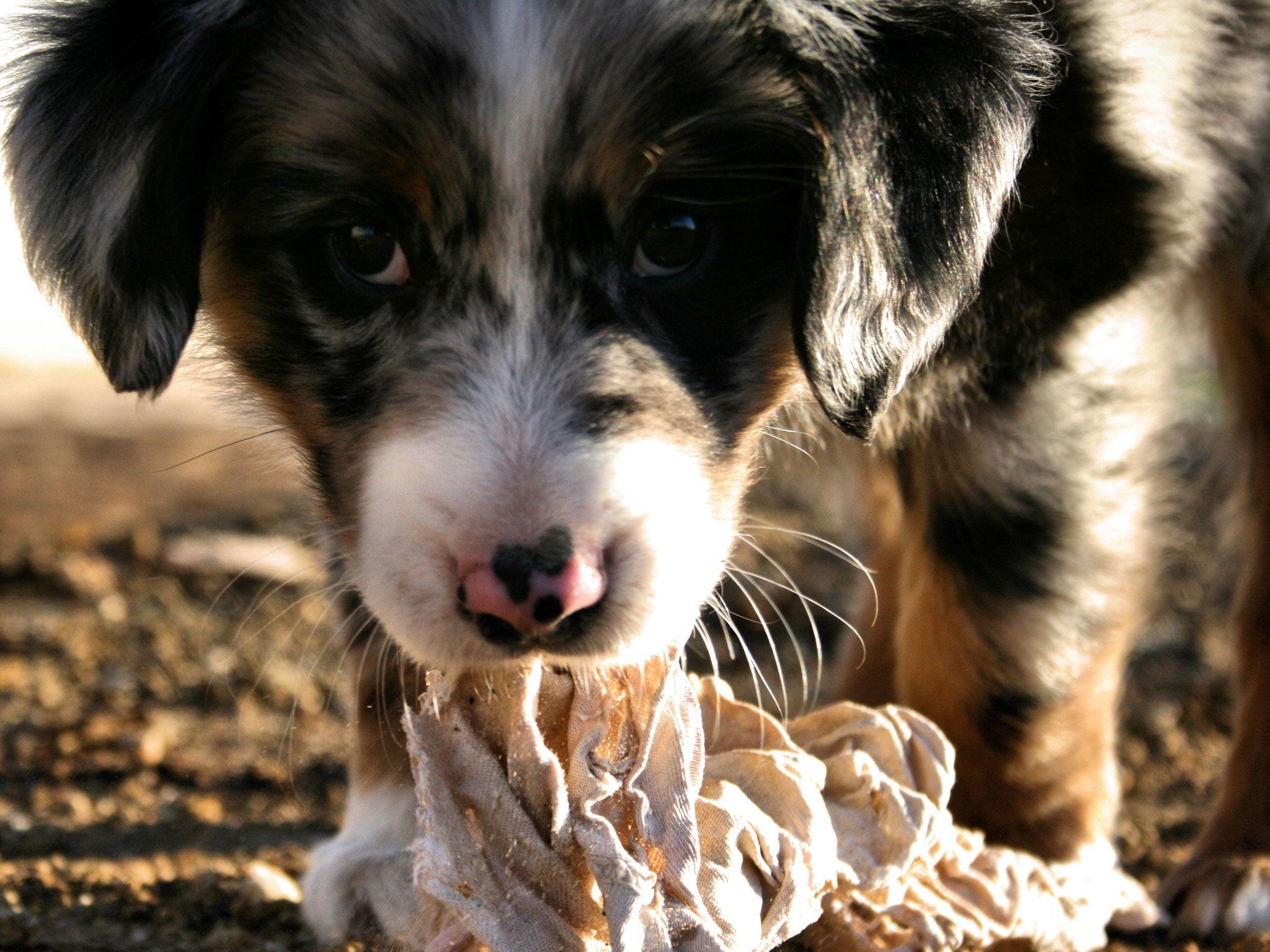 2048x1536 australian shepherd puppy Desktop Wallpaperk HD