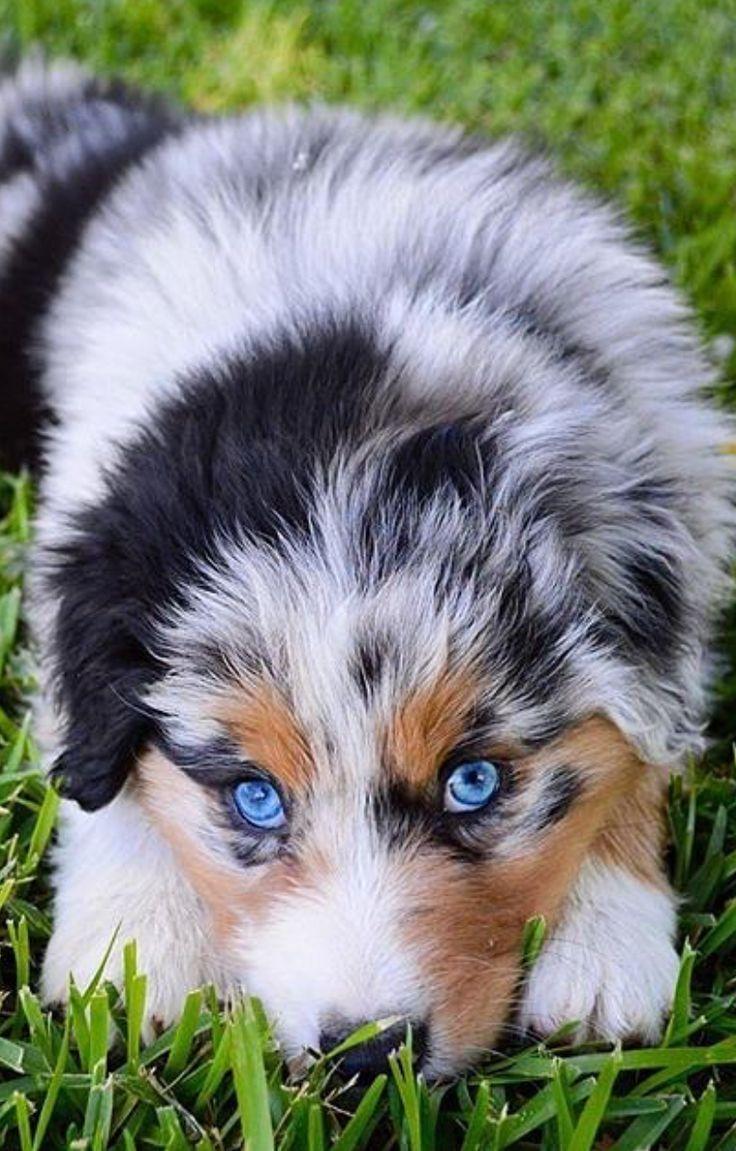 736x1151 Most viewed Australian Shepherd wallpaperK Wallpaper