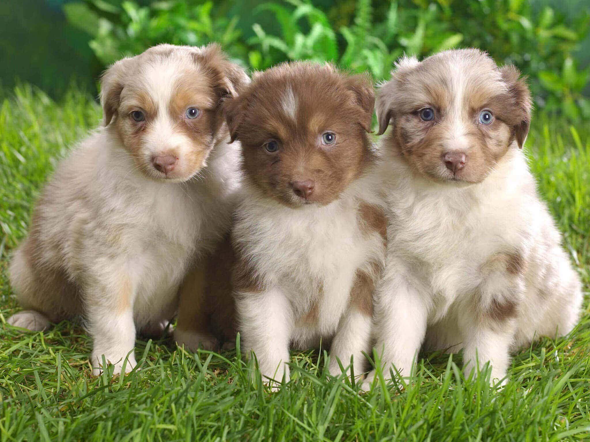 2048x1536 Australian Shepherd Puppies Wallpaper