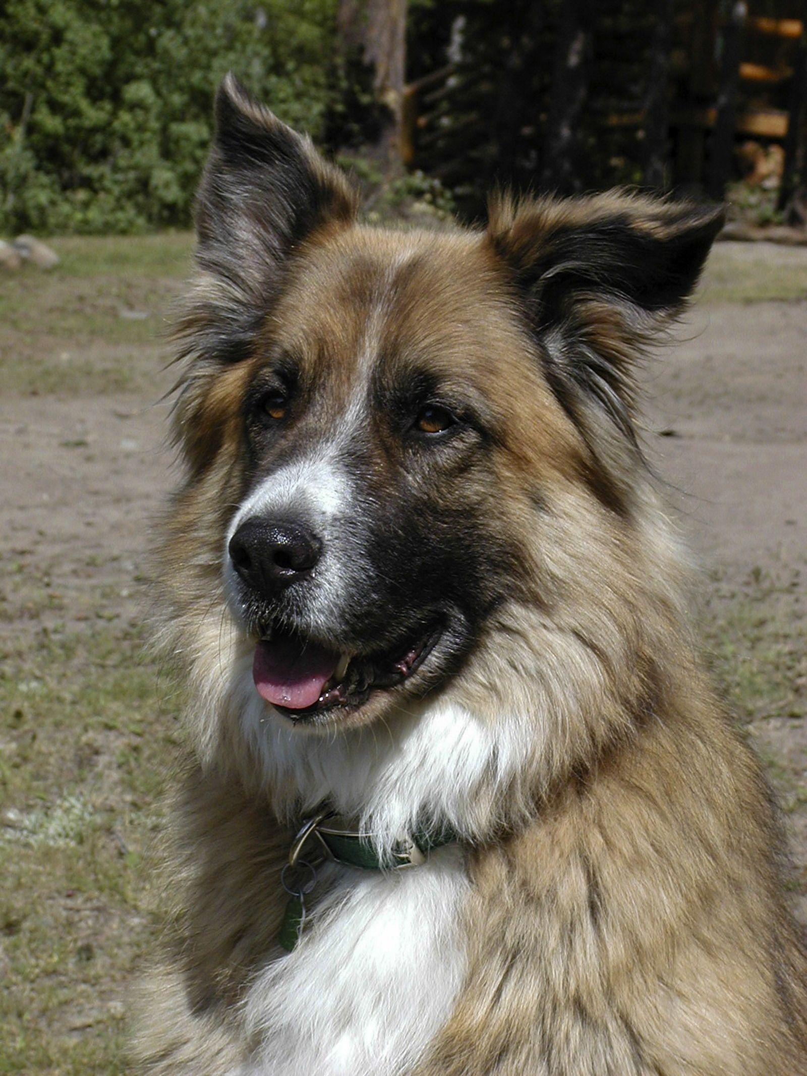 1600x2133 fawn and black anatolian shepherd free image