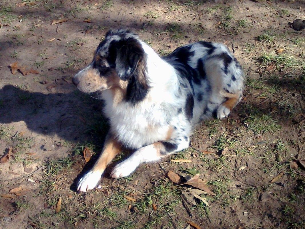 1067x800 Mini Aussie Background. Ichigo Mini Wallpaper, iPad Mini Wallpaper and Mini Cupid Wallpaper