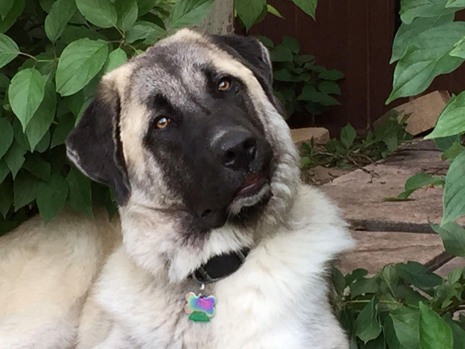 1600x1200 Anatolian Shepherd Profile. Australian Dog Lover