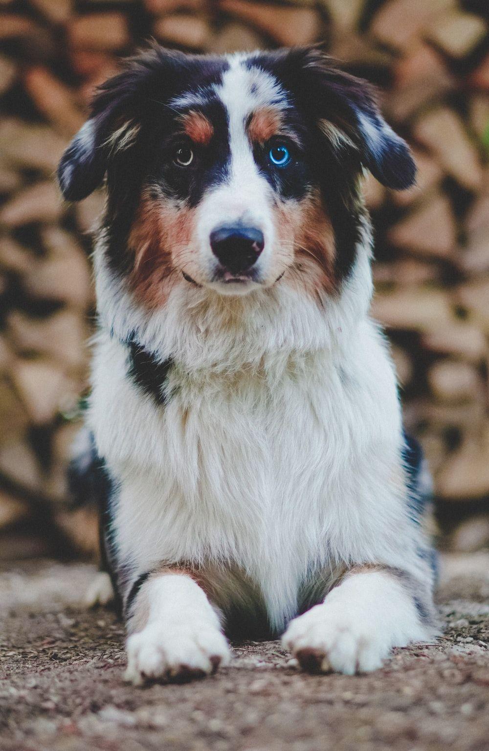 Australian Shepherd Puppy Wallpapers - Top Free Australian Shepherd ...