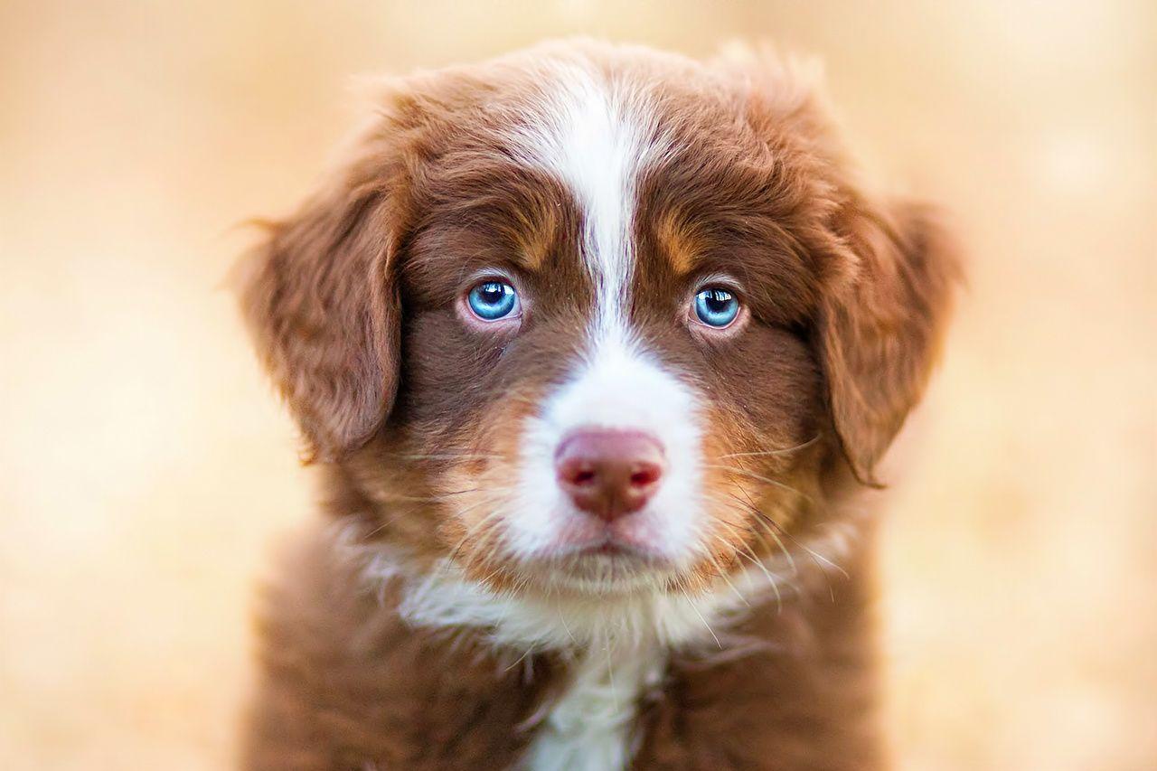 1280x853 Wallpaper Puppy Australian Shepherd dog Animals