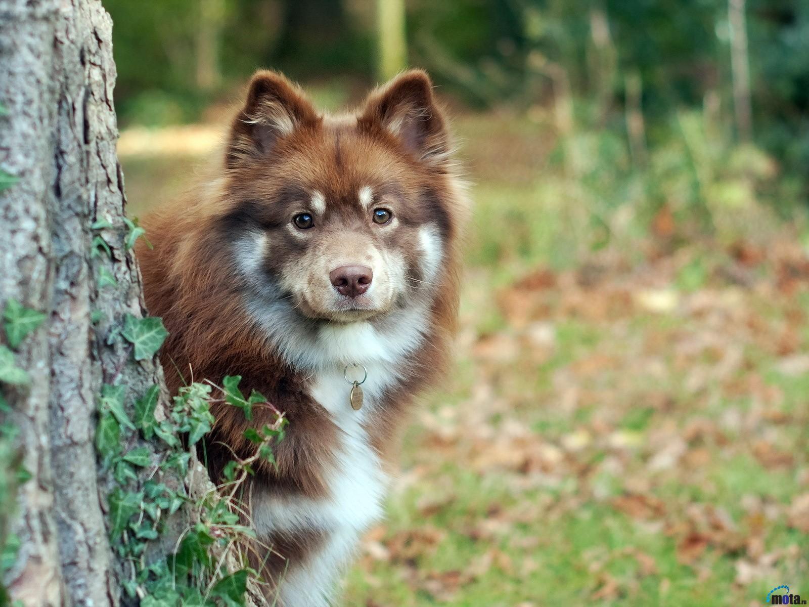 1600x1200 Australian Shepherd wallpaperx1200