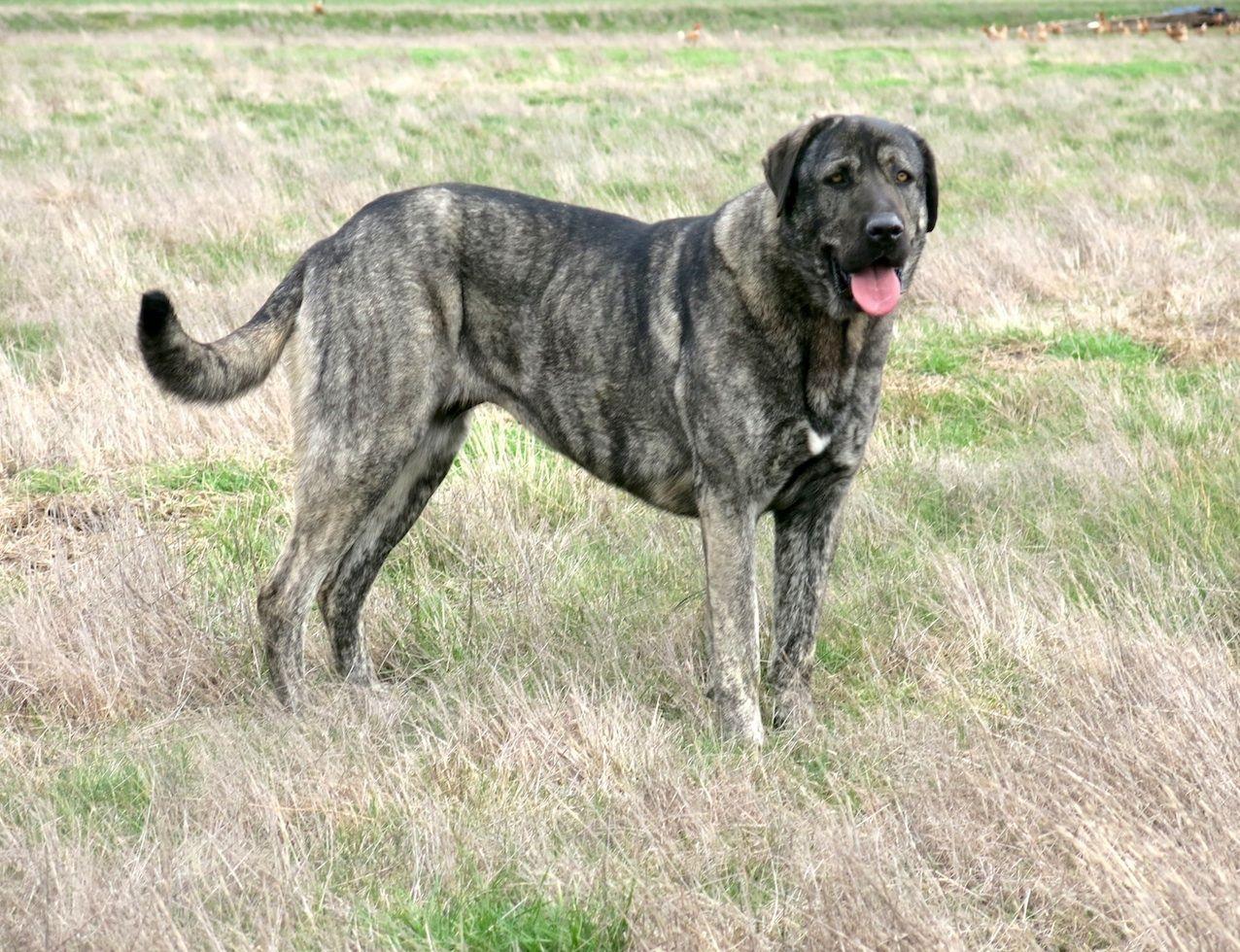 1276x980 brindle Anatolian Shepherd Dog Takas Bathsheba. Kangal dog, Anatolian shepherd puppies, Anatolian shepherd dog