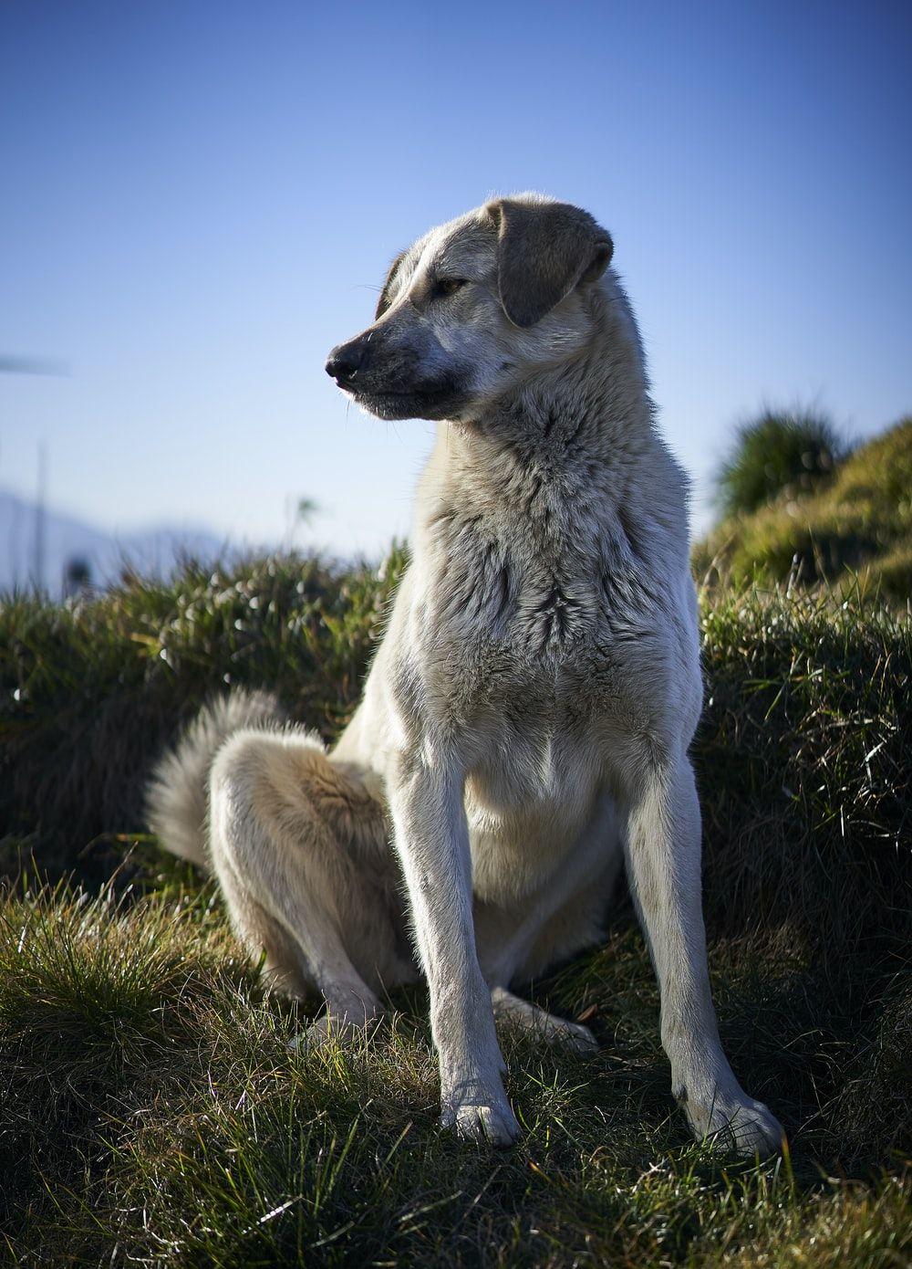 1000x1390 adult fawn Anatolian shepherd photo