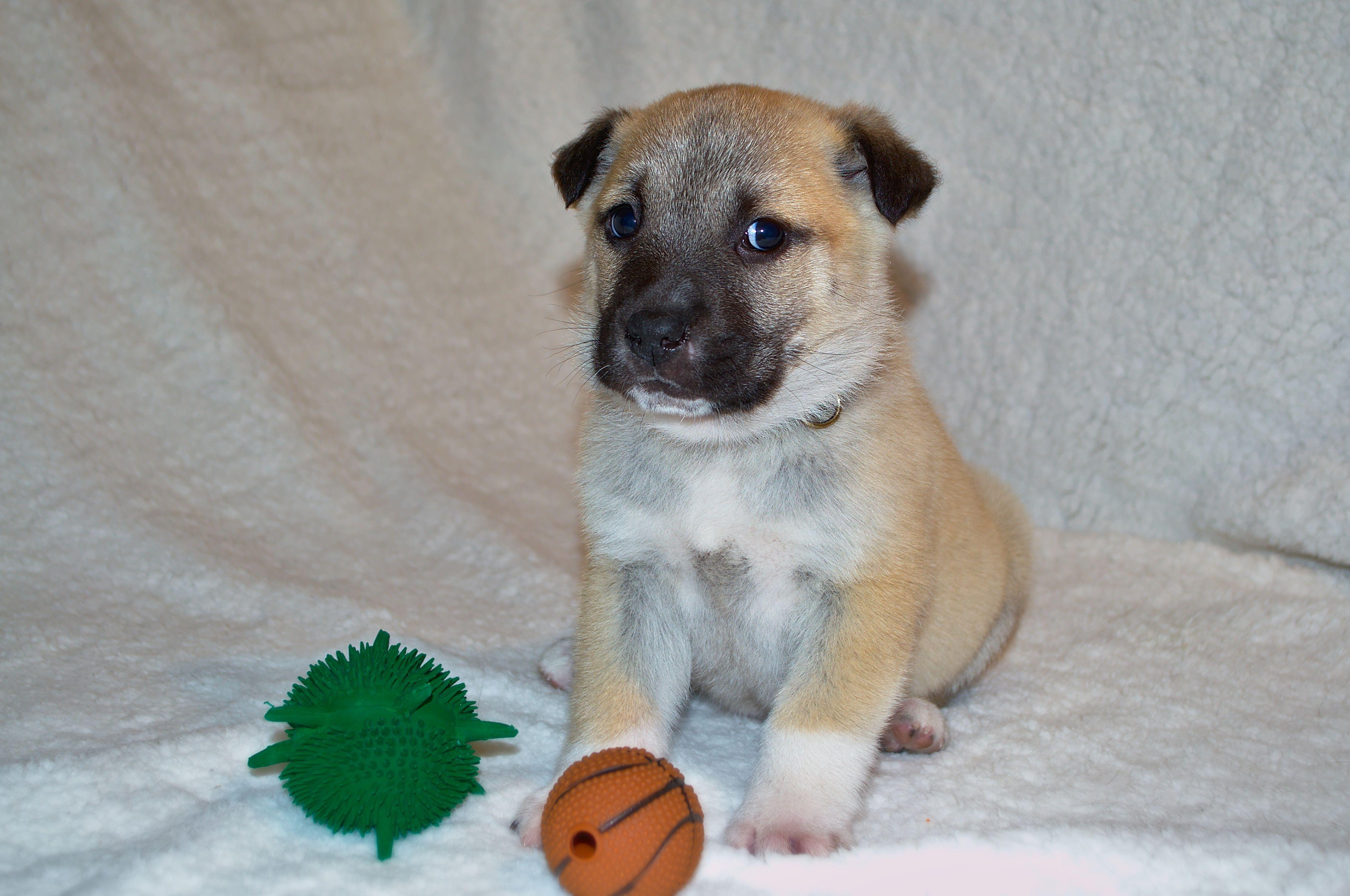 4521x3001 fawn anatolian shepherd puppy free image