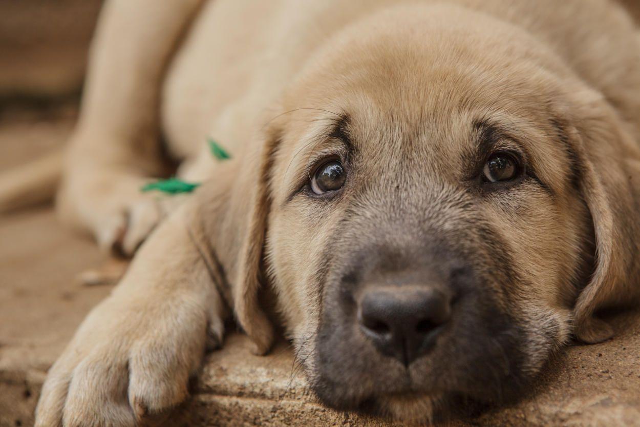 1250x833 Anatolian Shepherd