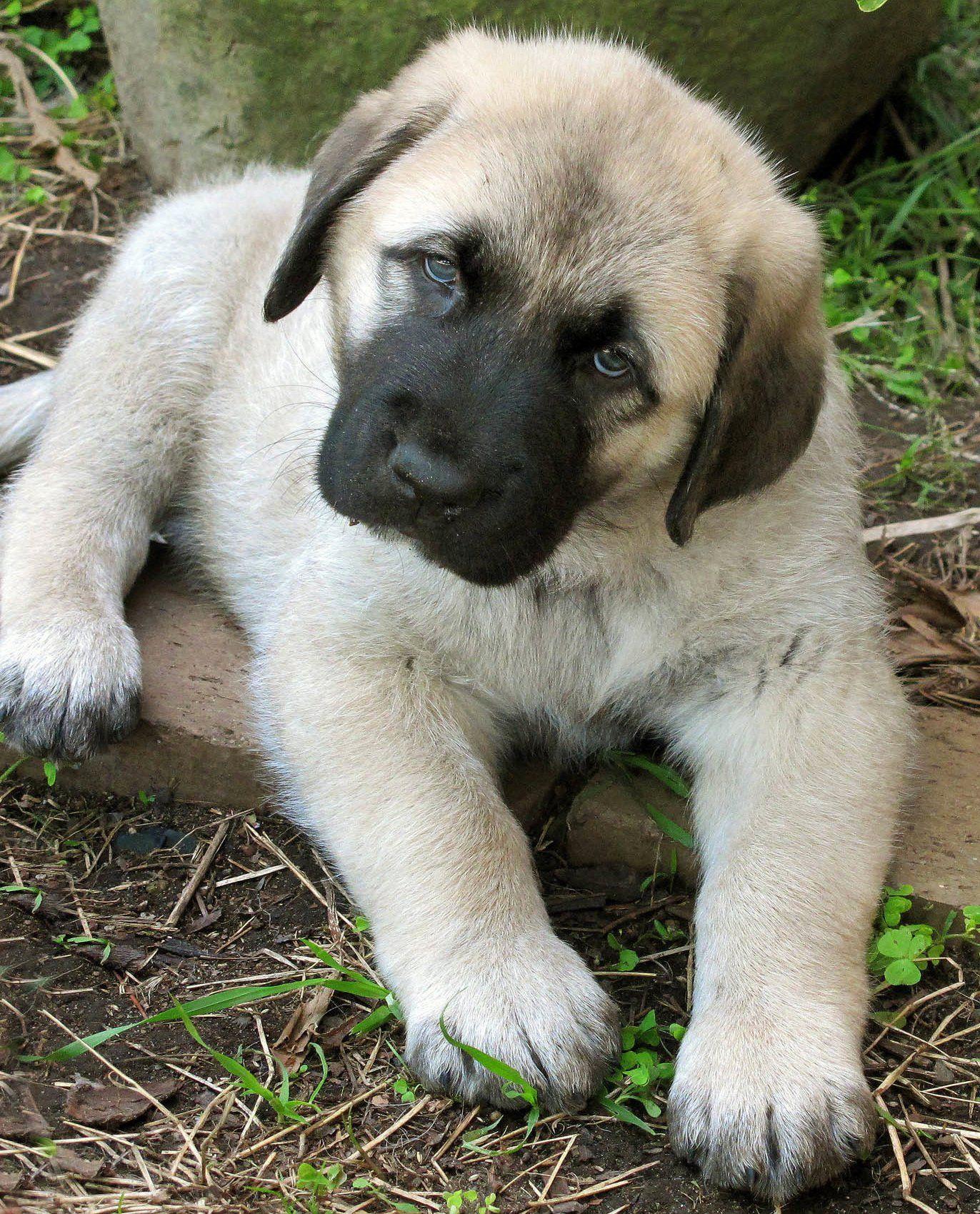 1372x1699 Anatolian Shepherd Kangal Puppy Takas Enjolras 6.5 weeks old. 개, 강아지, 개 품종