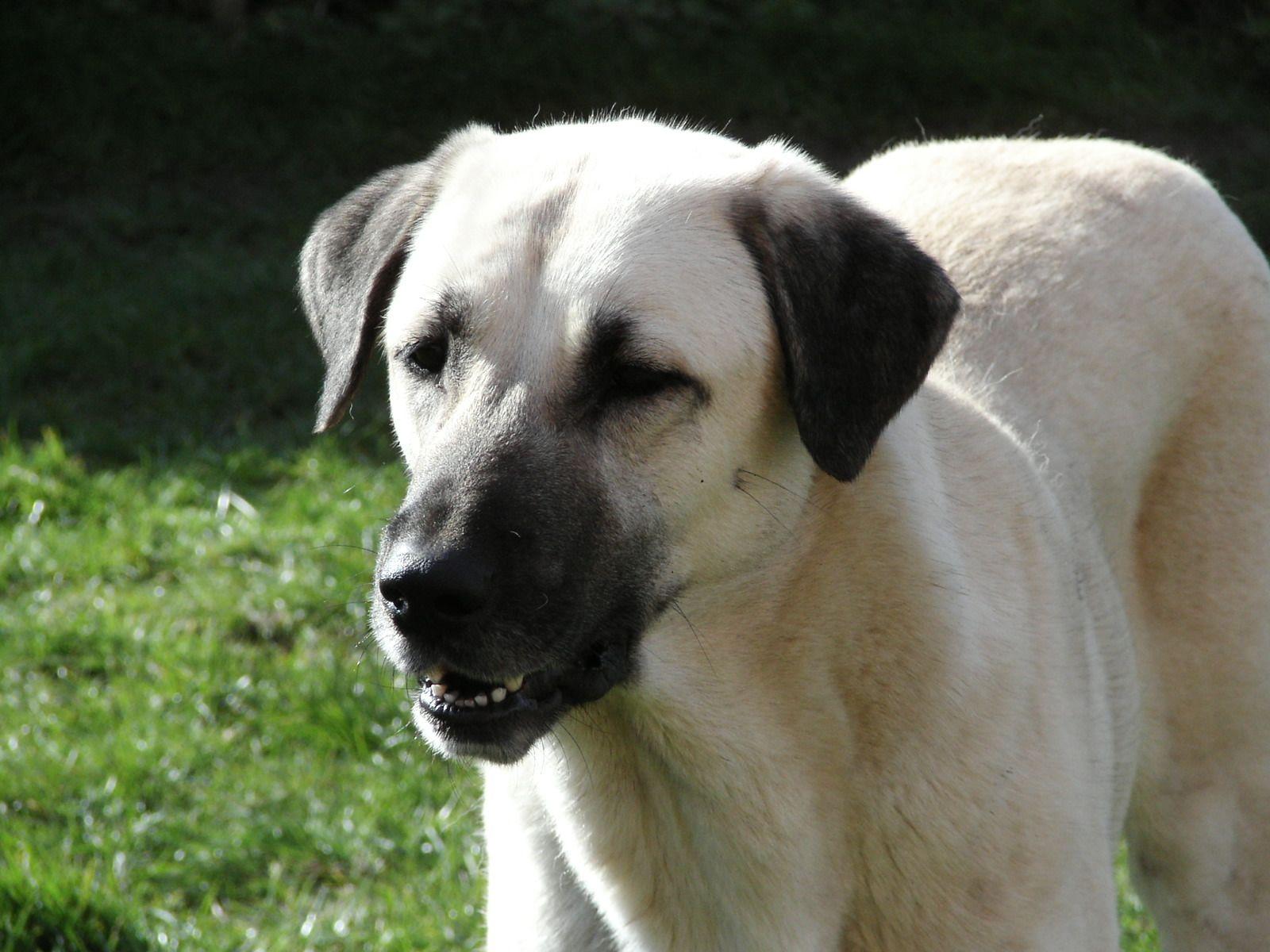 Anatolian Shepherd Wallpapers - Top Free Anatolian Shepherd Backgrounds ...