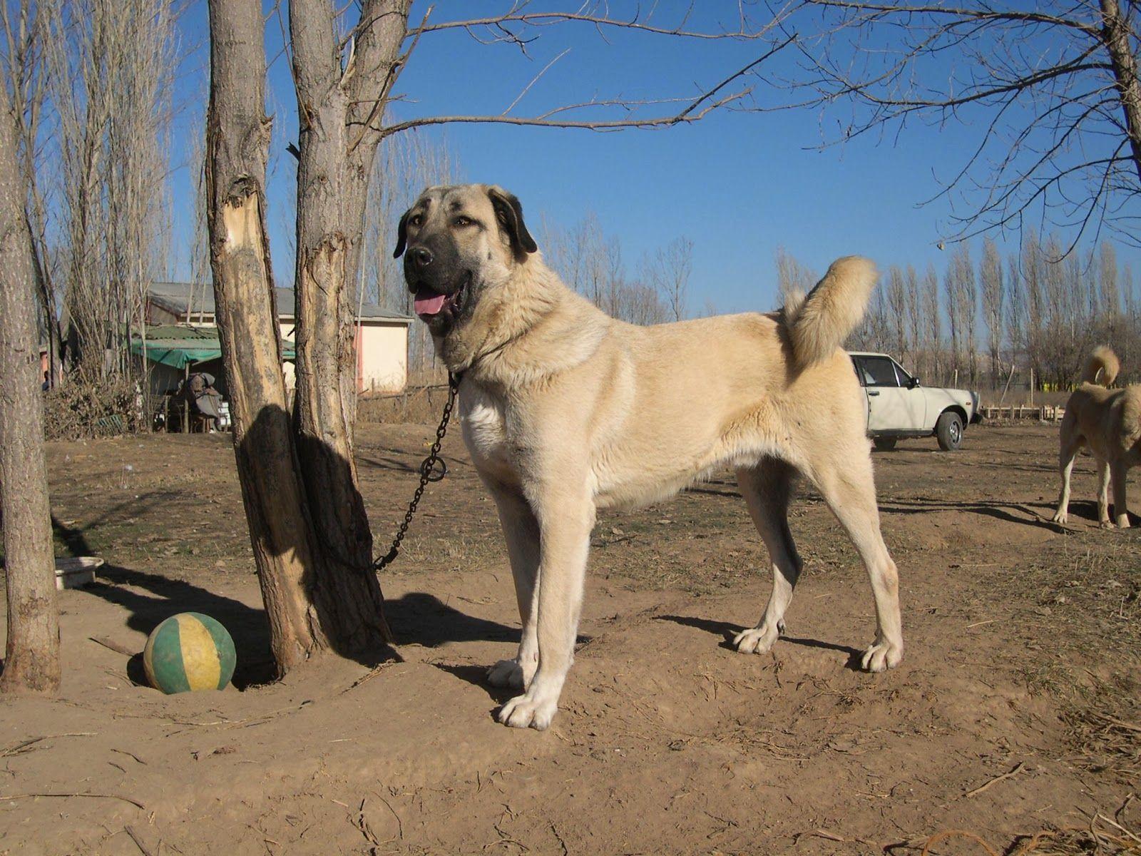 1600x1200 Kangal Wallpaper