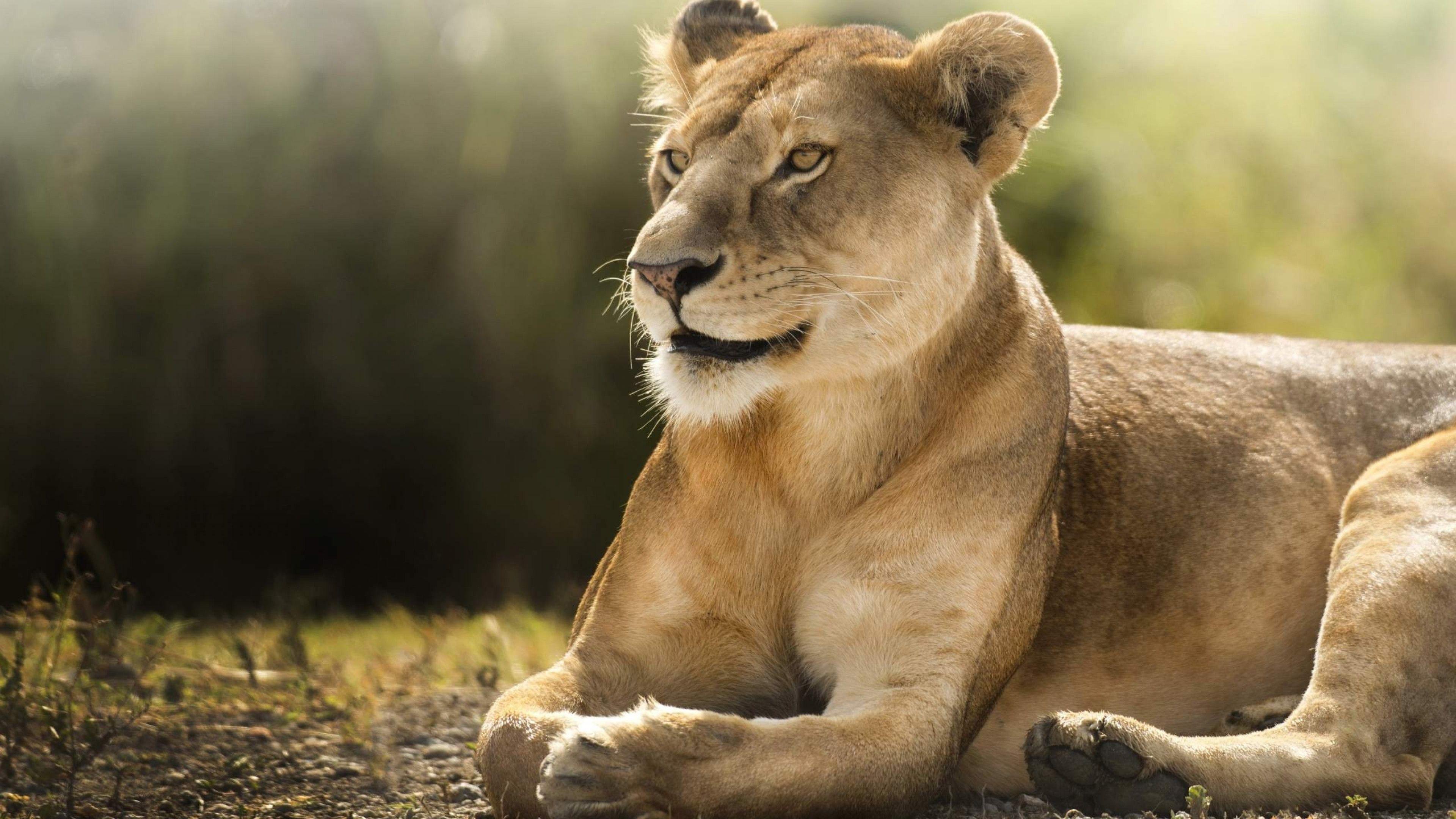 3840x2160 Free Download African Lion Wallpaper in HD 4K Ultra HD