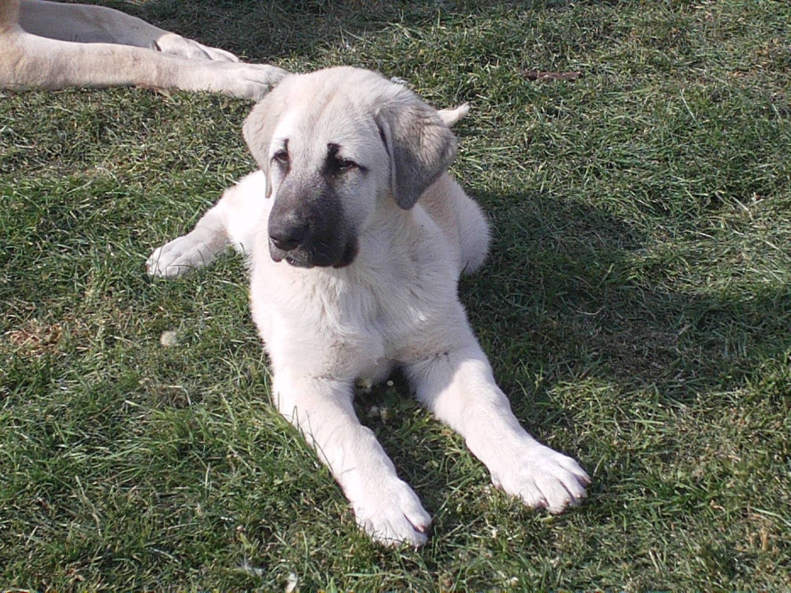 1600x1200 Asalet Anatolian Shepherd Dogs Home of the Turkish Kangal: Asalet Dostca